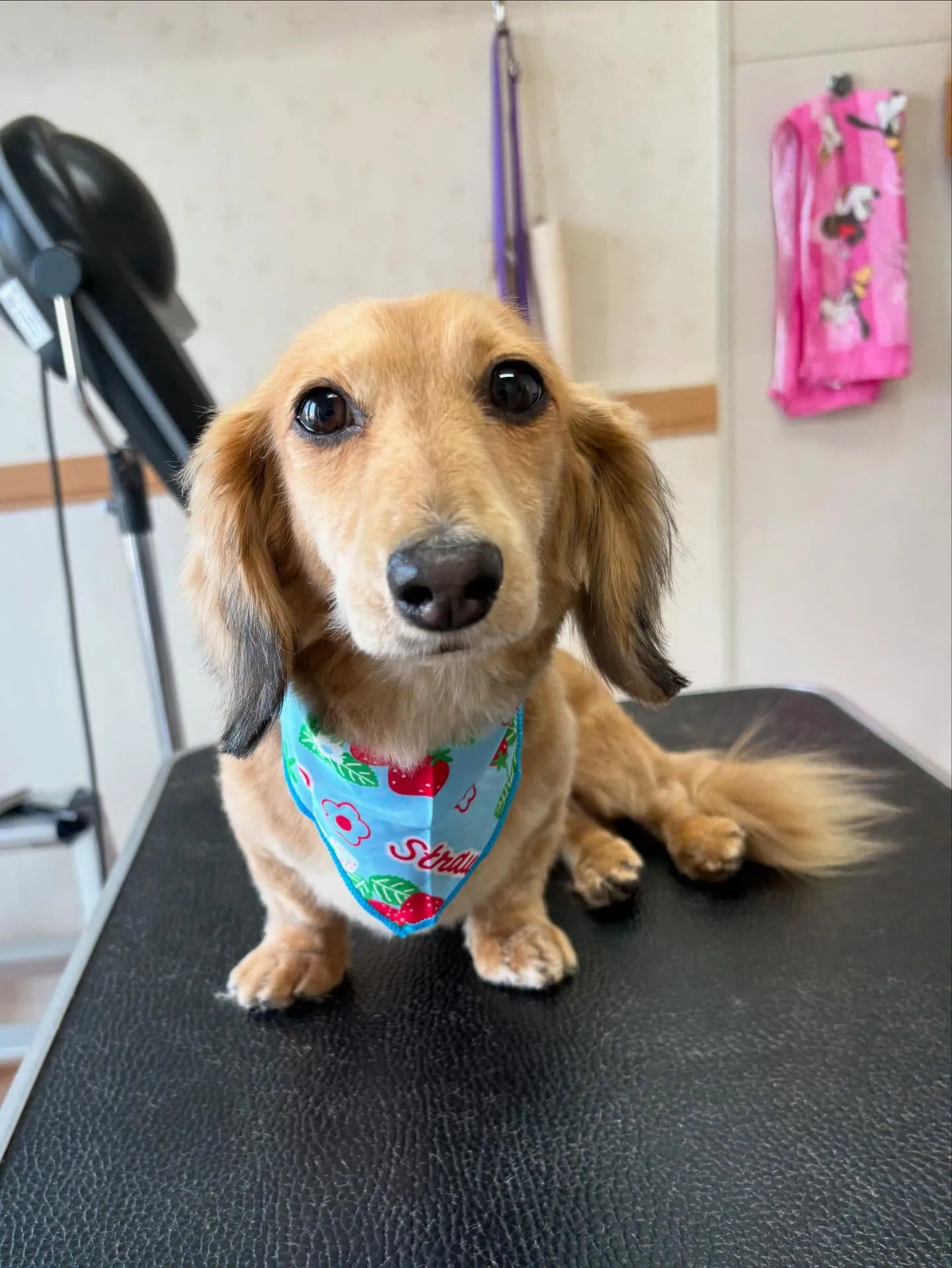犬のトリミング✂️