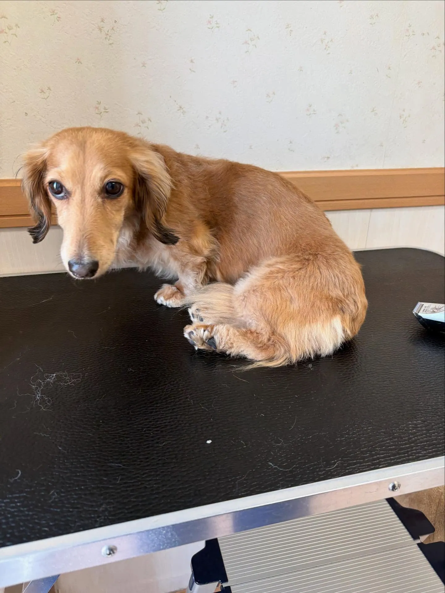 犬のトリミング✂️