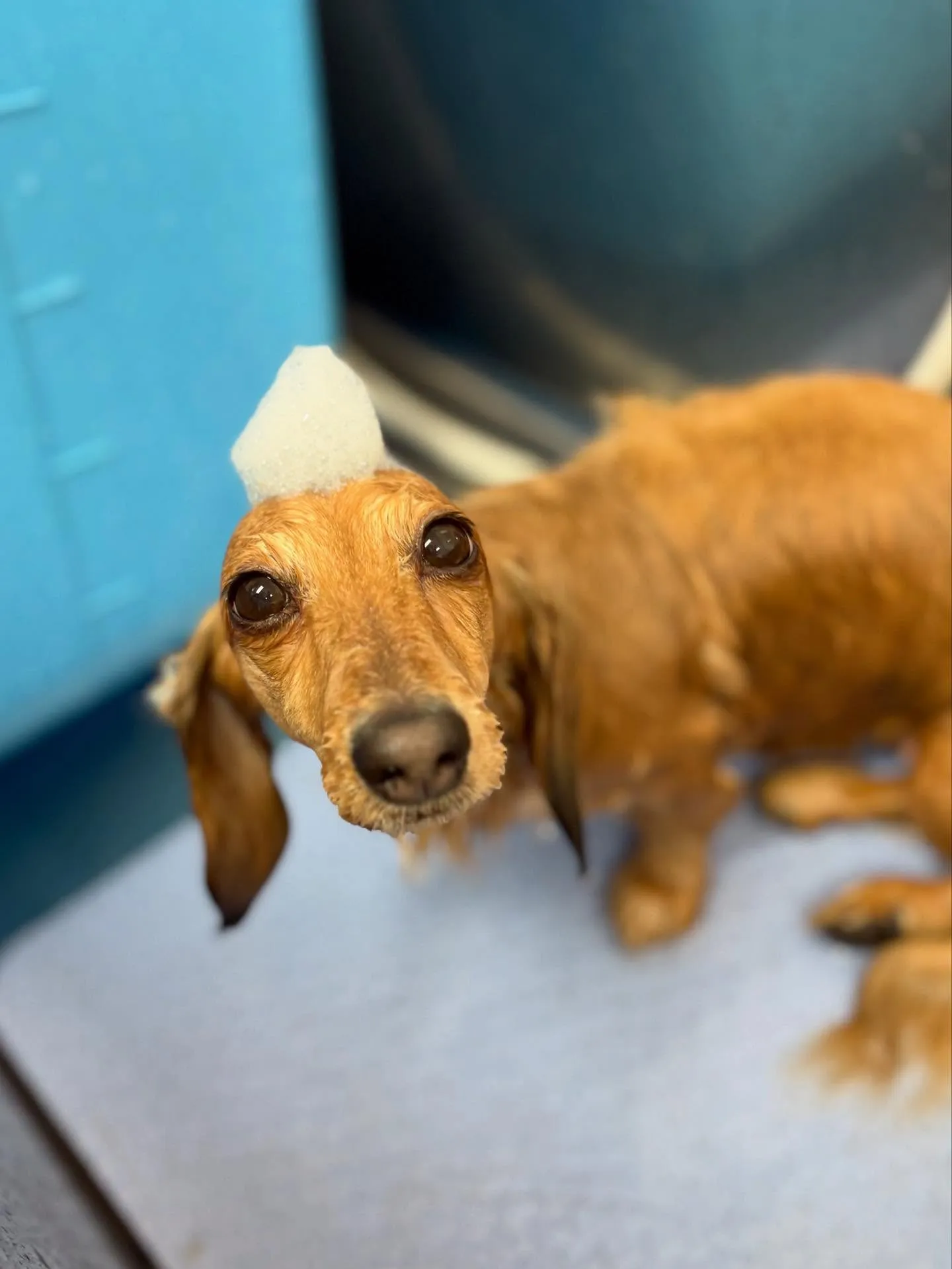 犬のトリミング✂️