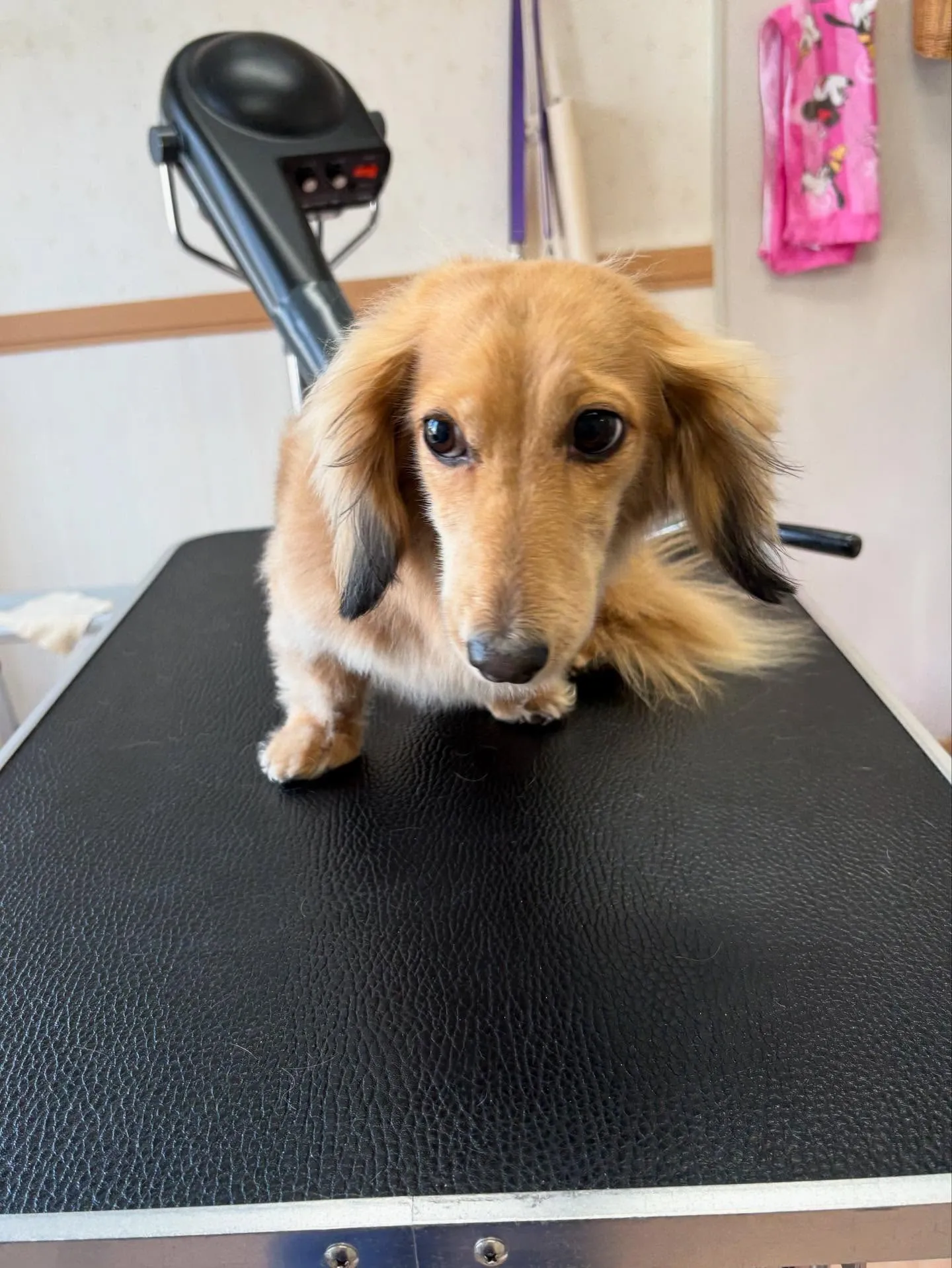 犬のトリミング✂️