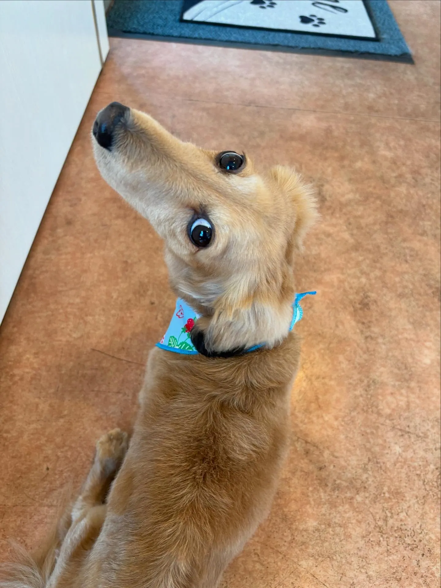 犬のトリミング✂️