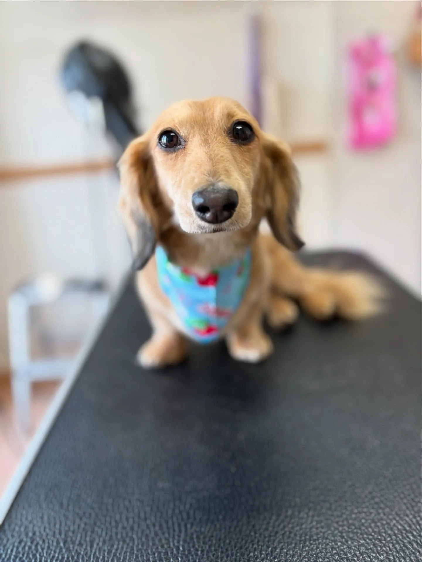 犬のトリミング✂️
