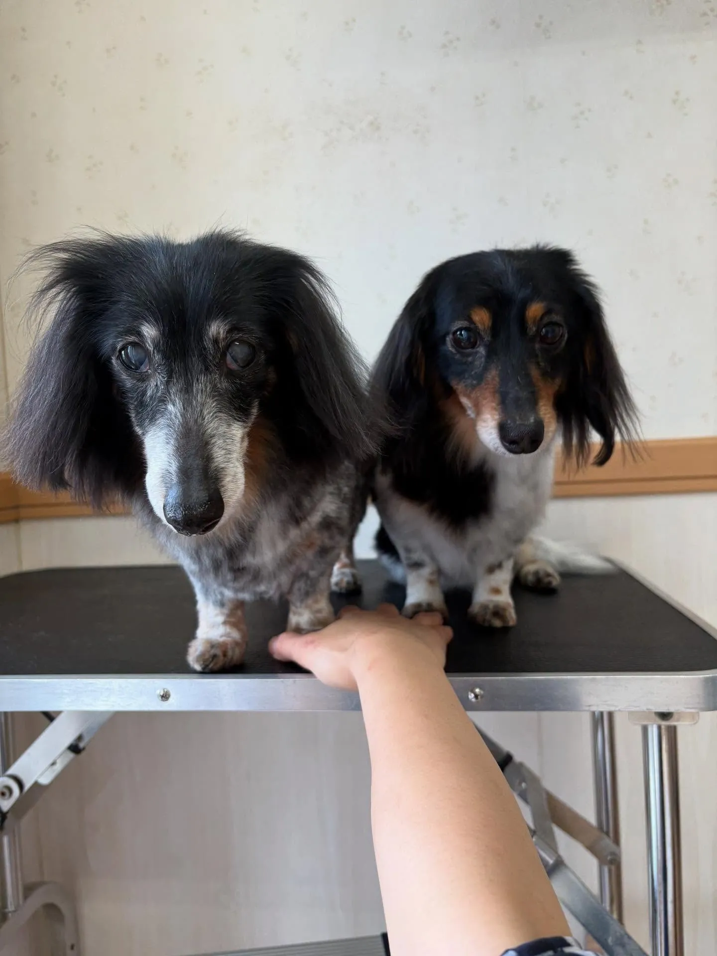 犬のトリミング✂️