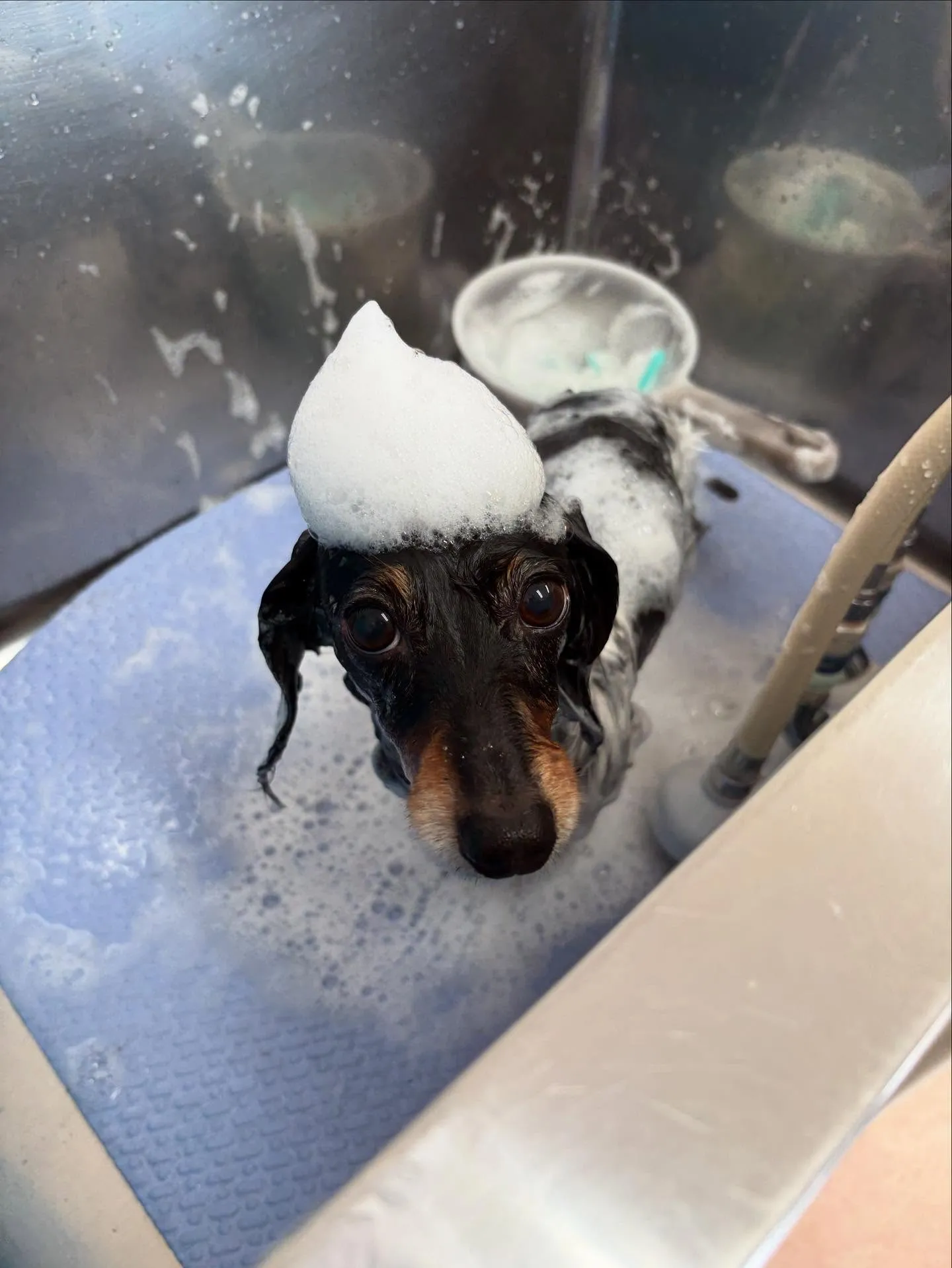 犬のトリミング✂️