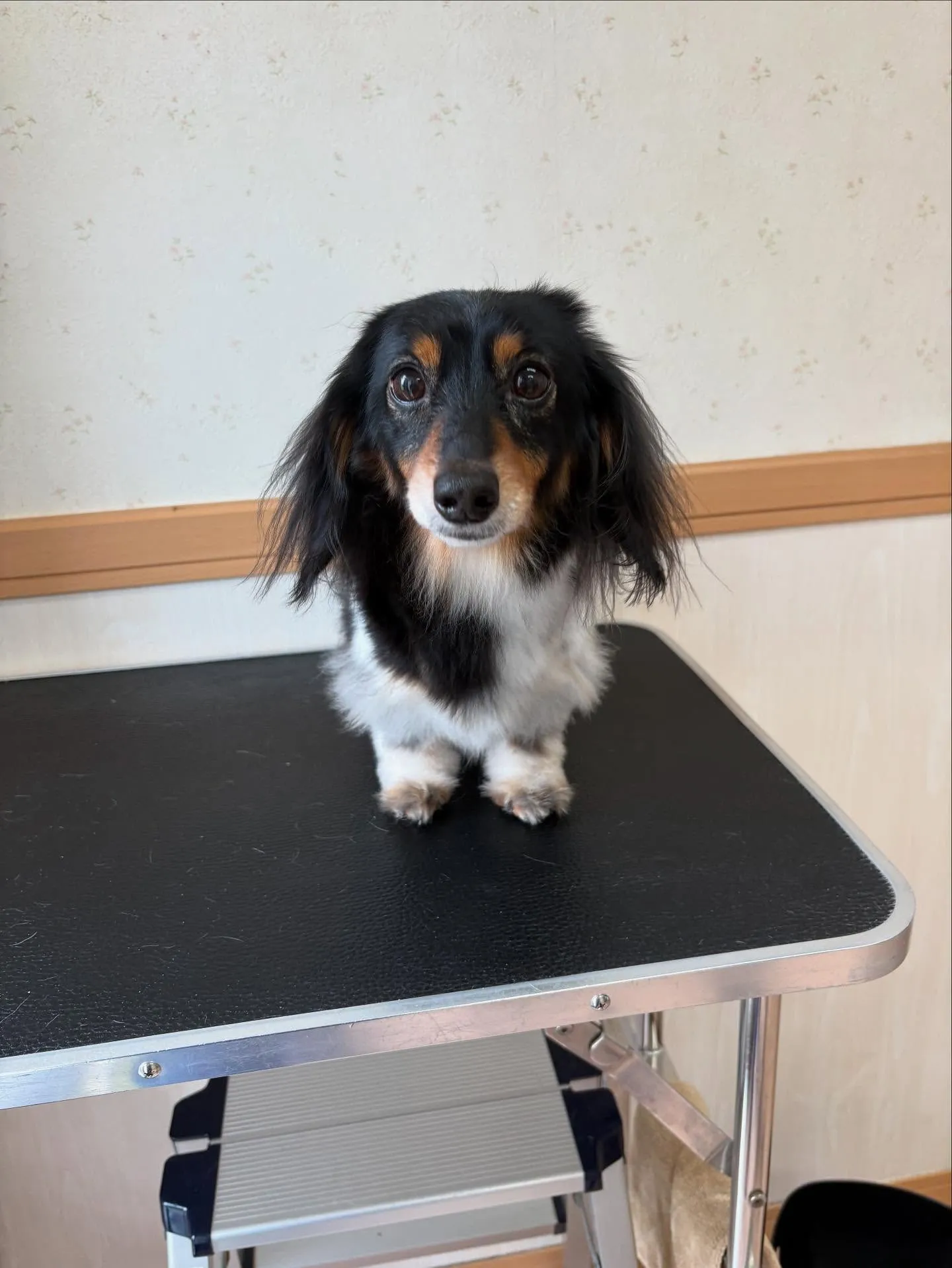 犬のトリミング✂️