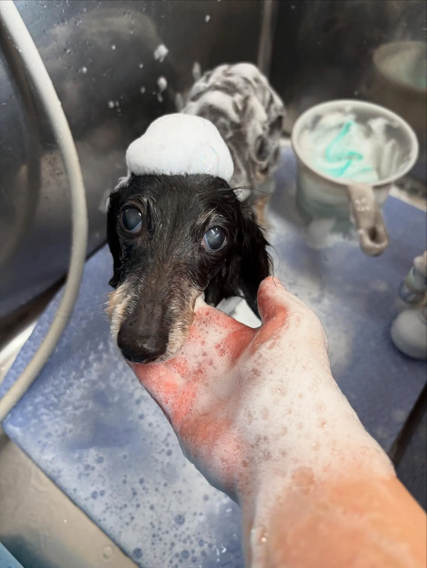 犬のトリミング✂️