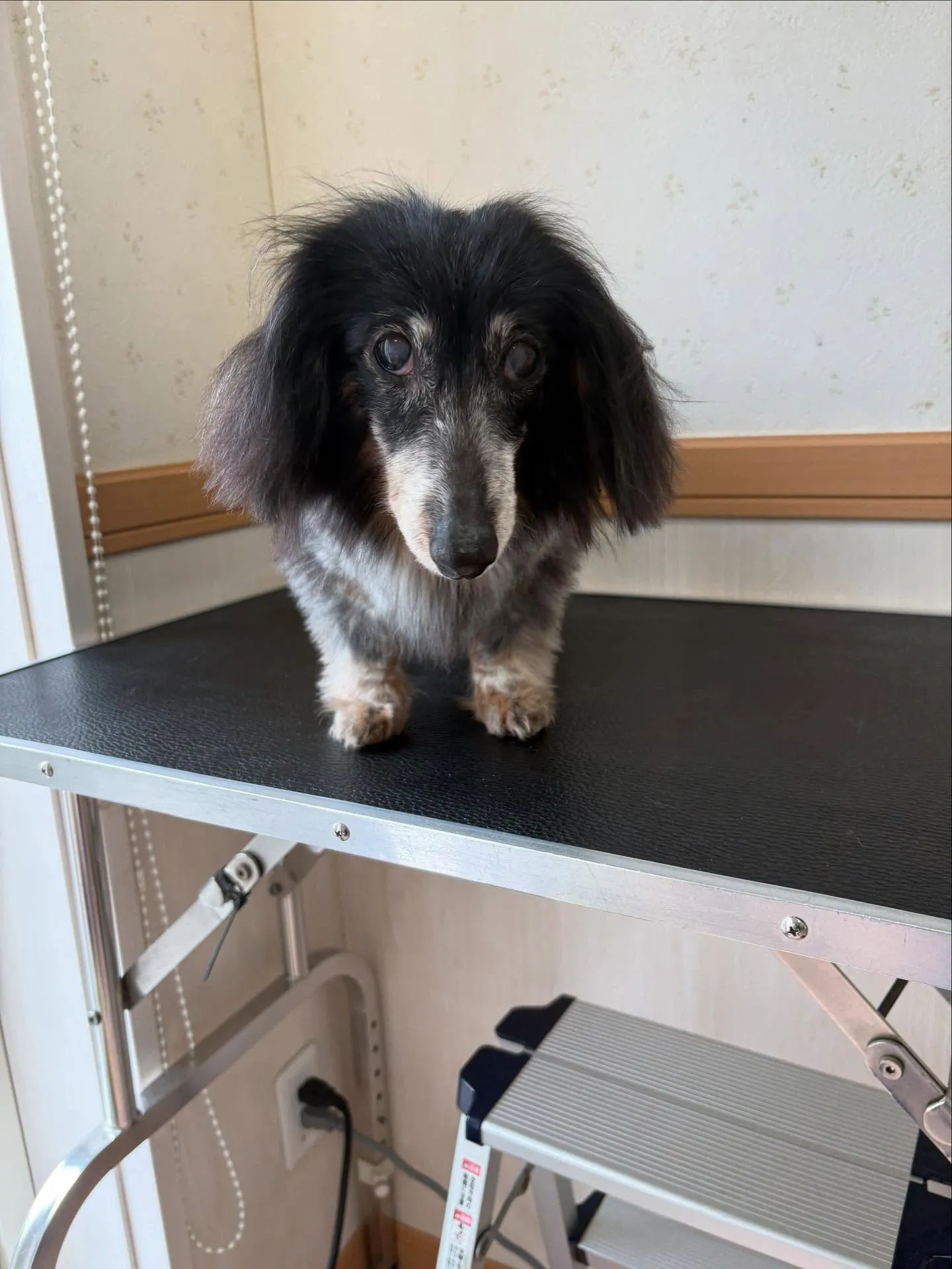 犬のトリミング✂️