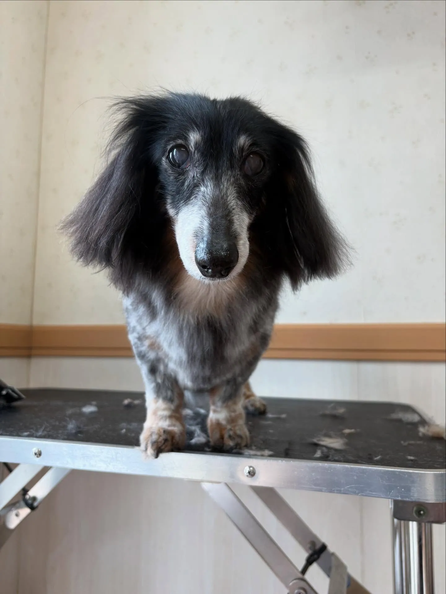 犬のトリミング✂️