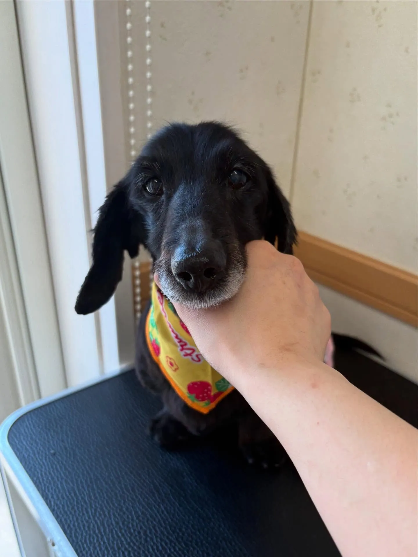 犬のトリミング✂️
