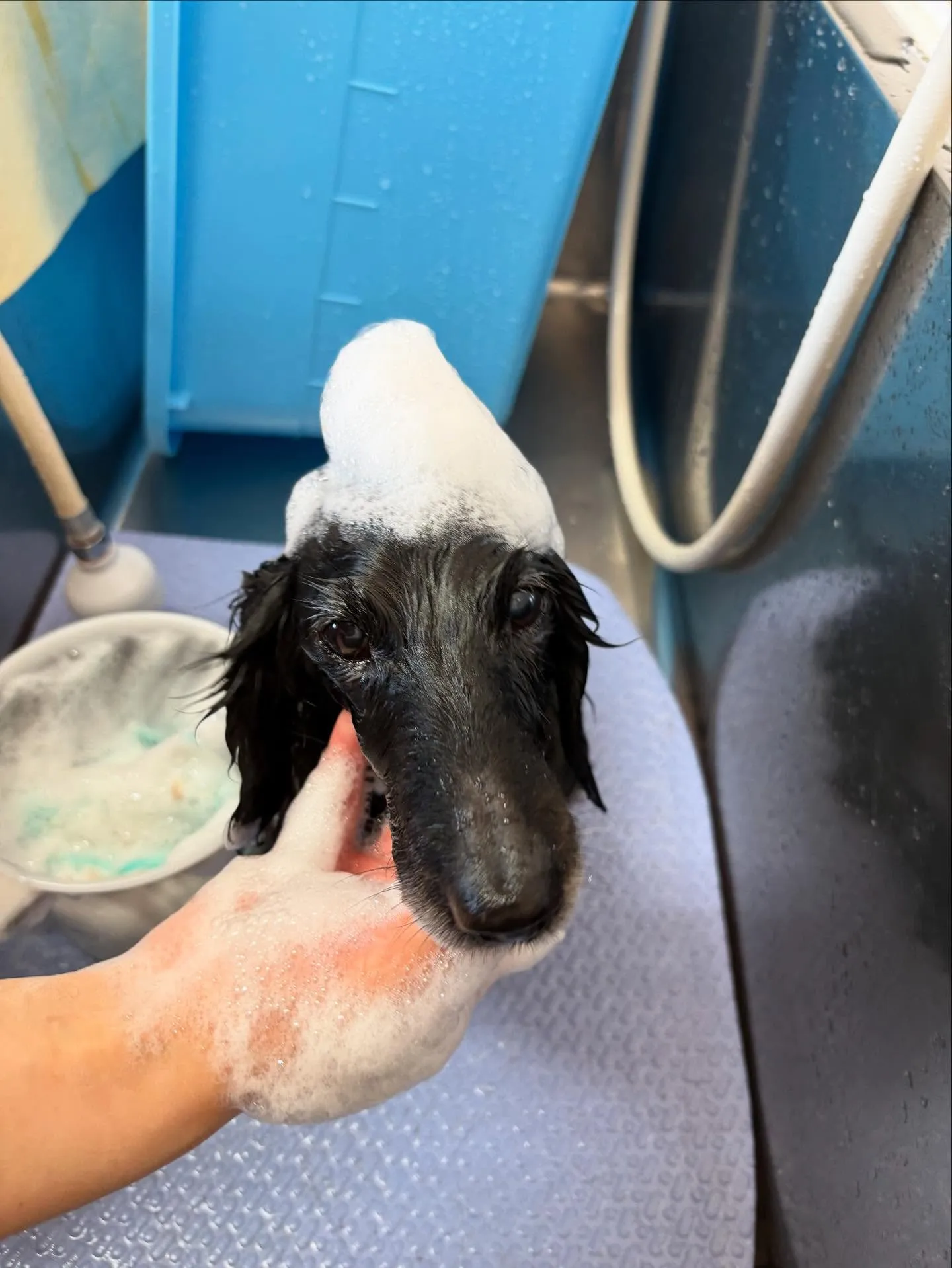 犬のトリミング✂️