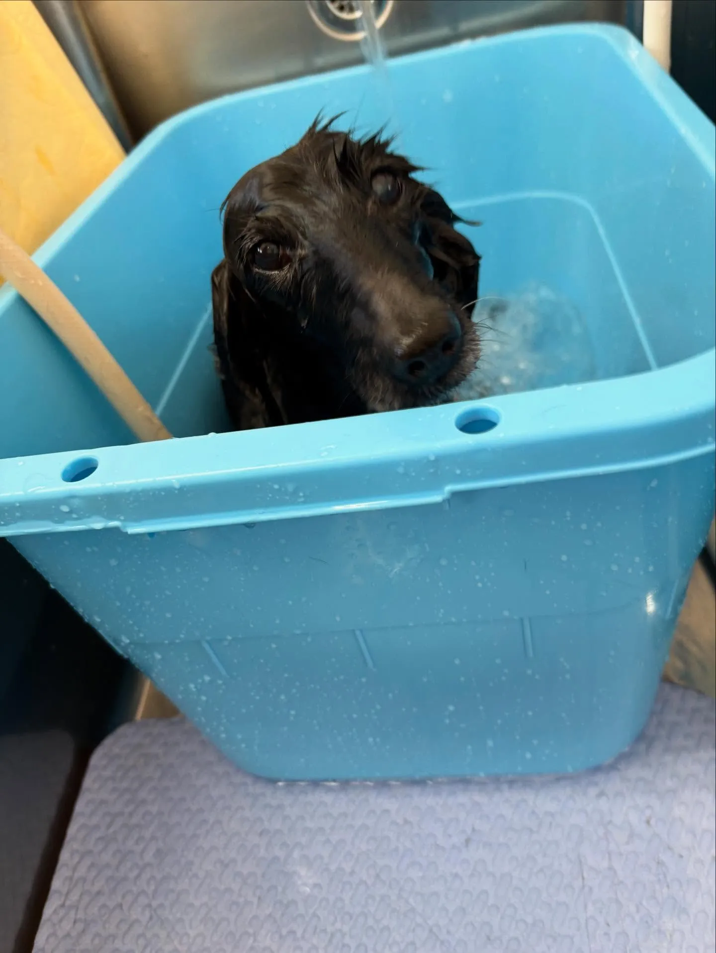 犬のトリミング✂️