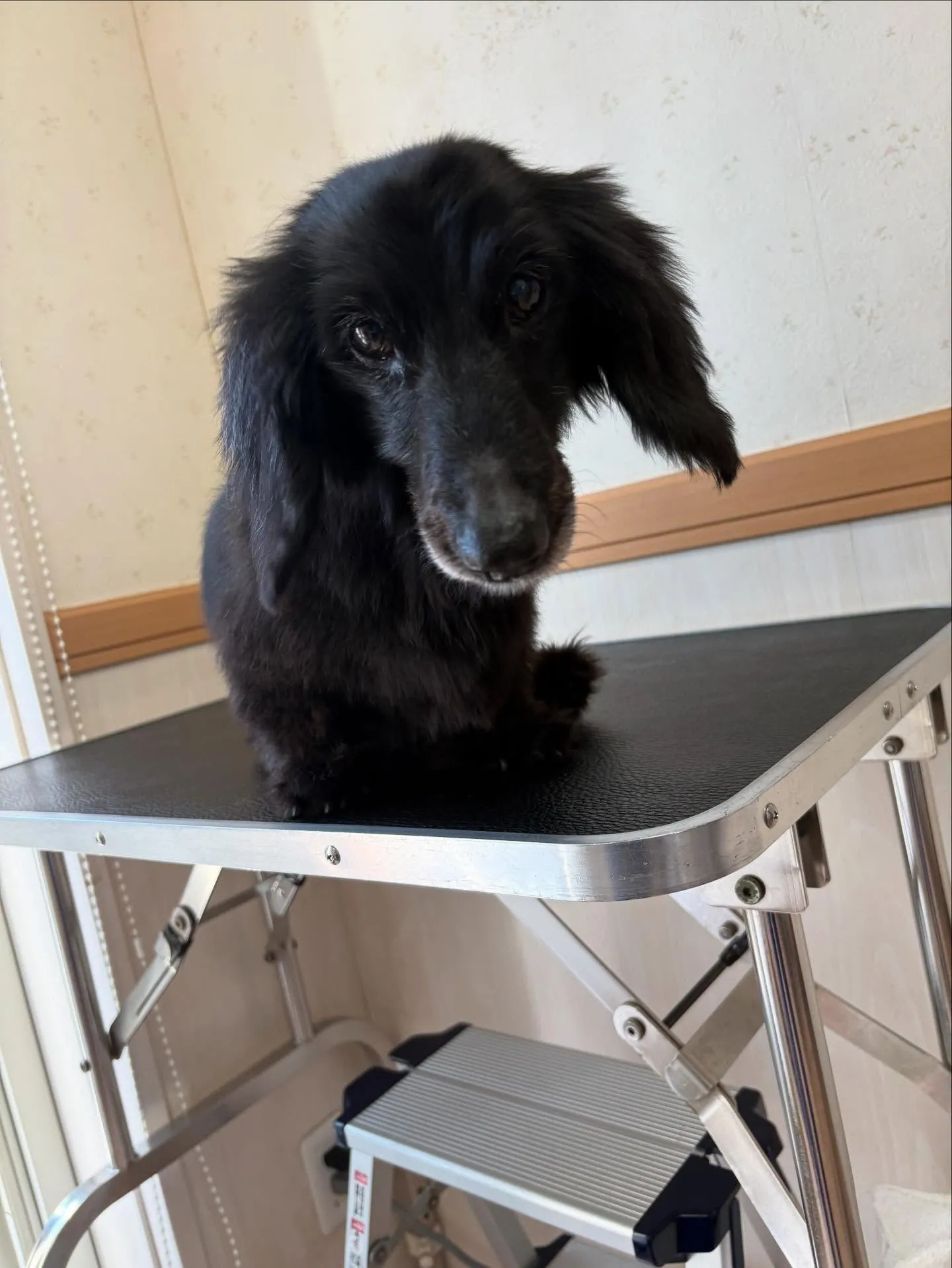 犬のトリミング✂️