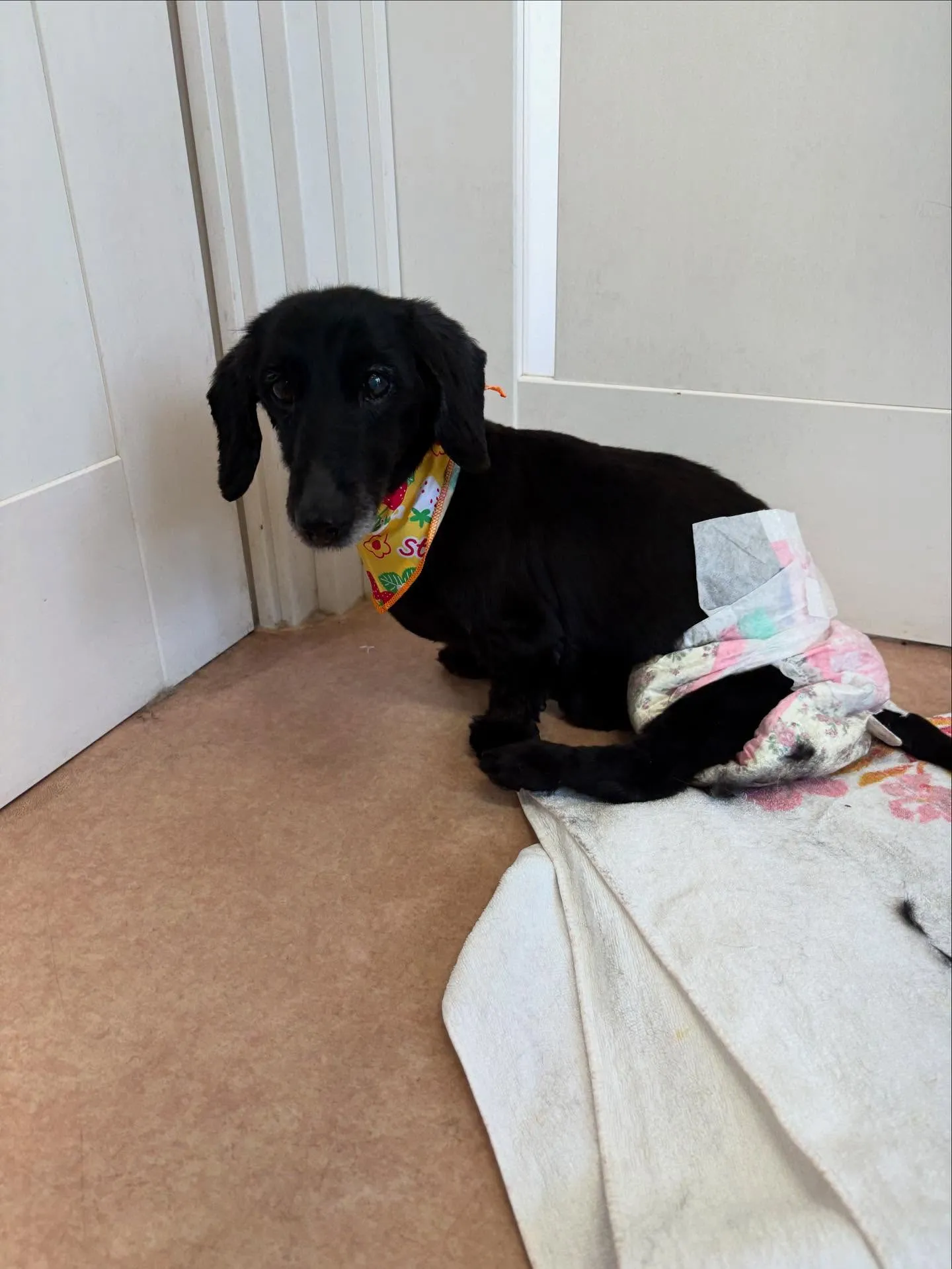 犬のトリミング✂️