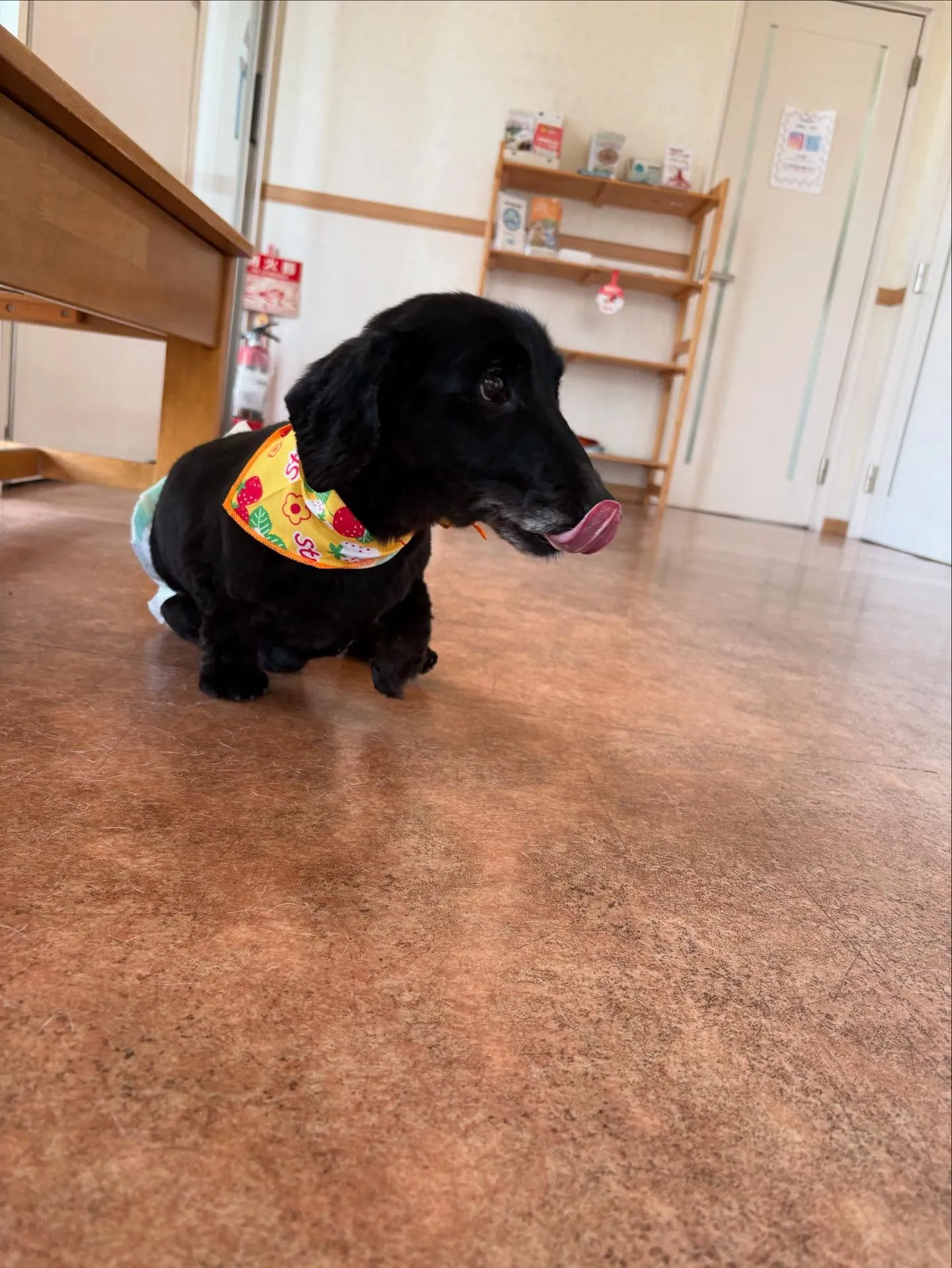 犬のトリミング✂️
