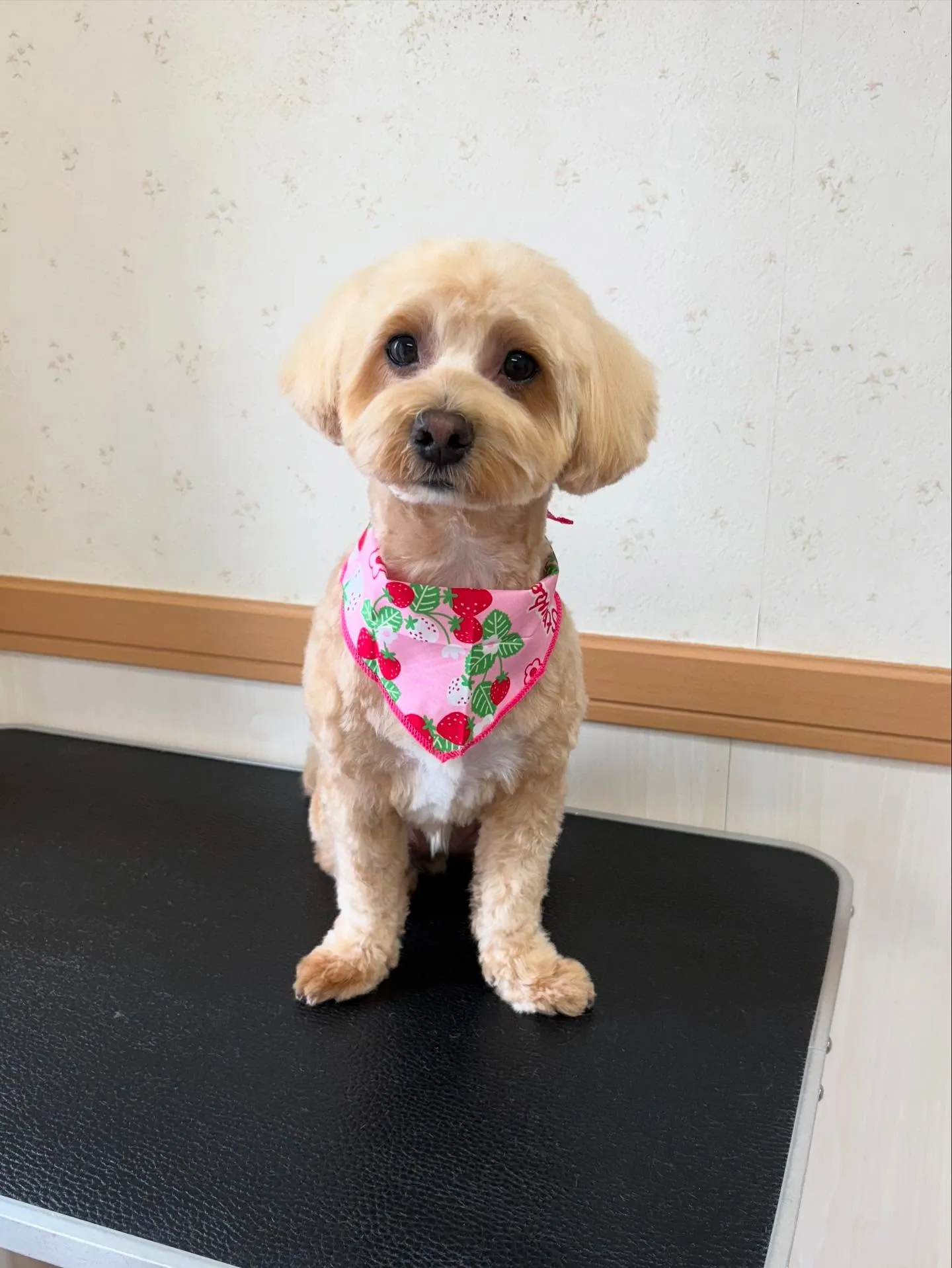 犬のトリミング✂️