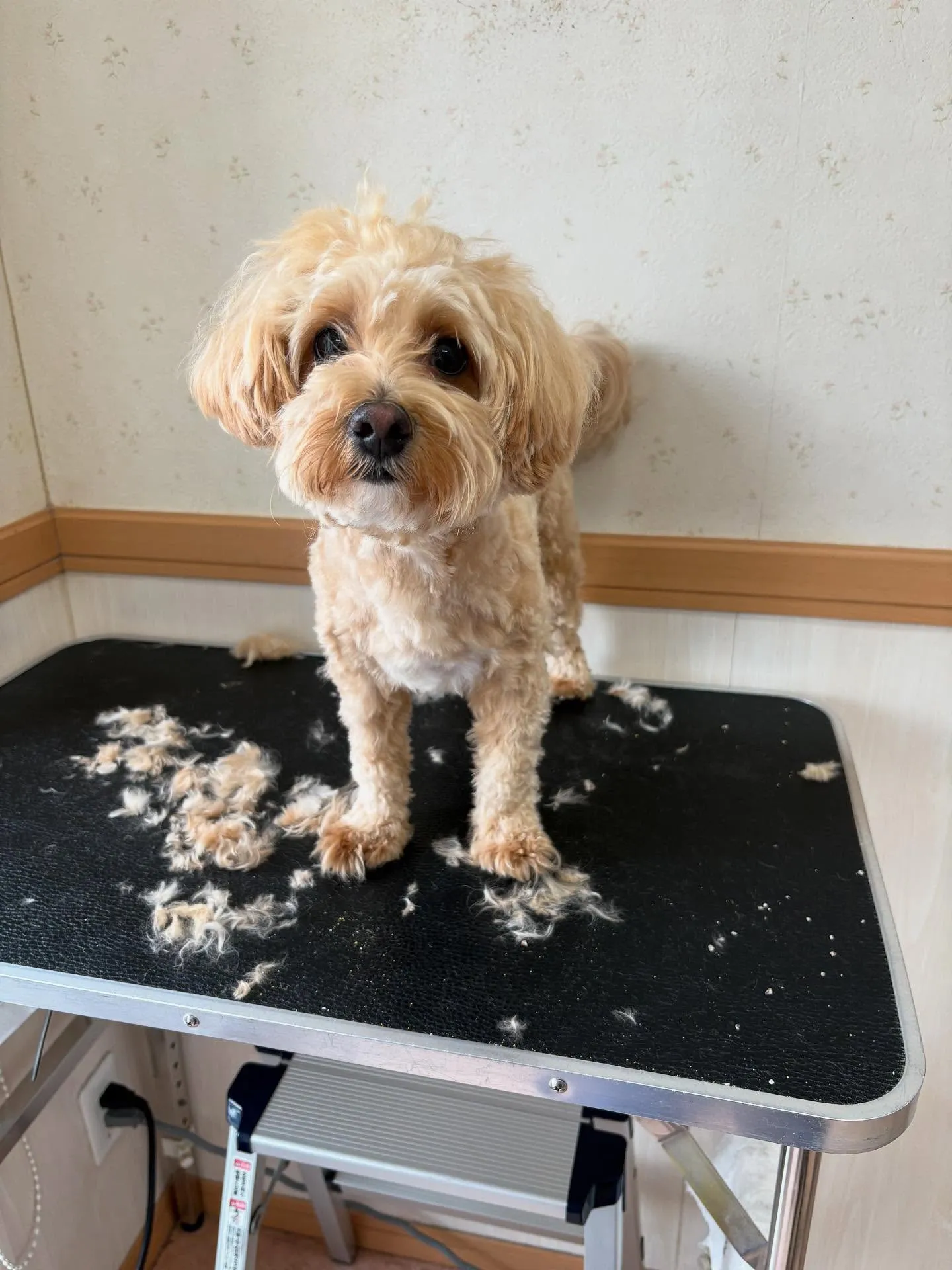 犬のトリミング✂️
