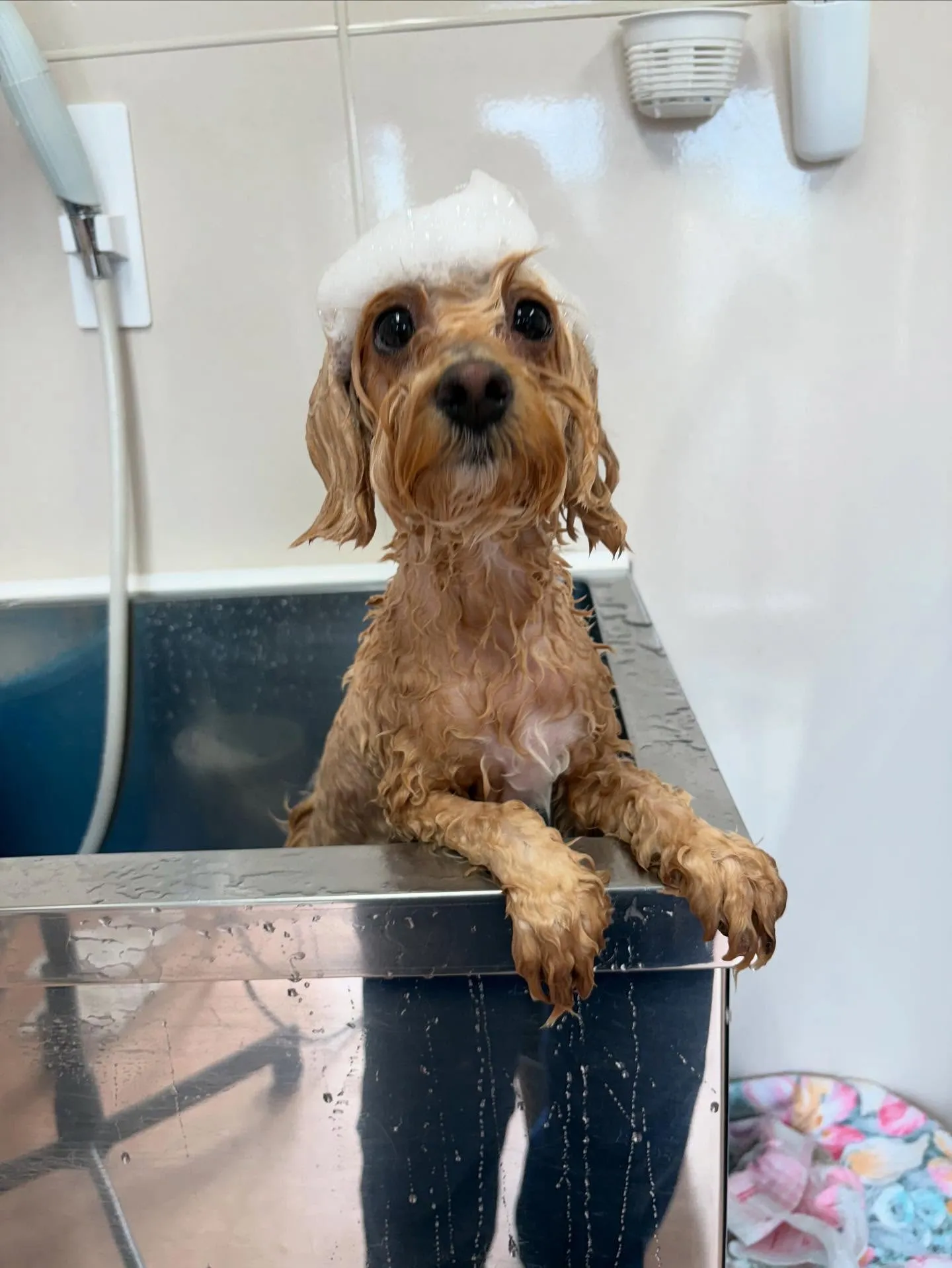 犬のトリミング✂️