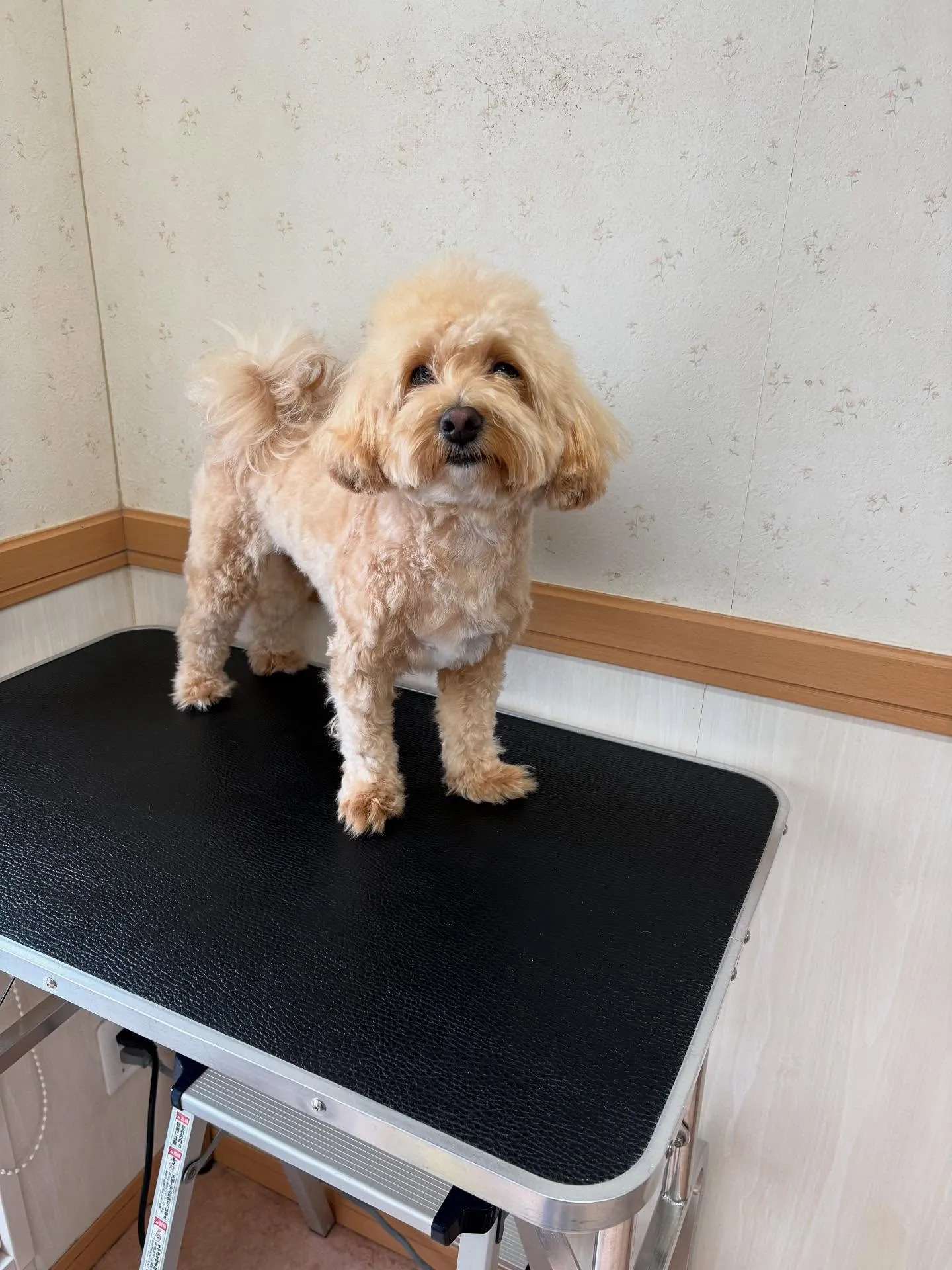犬のトリミング✂️