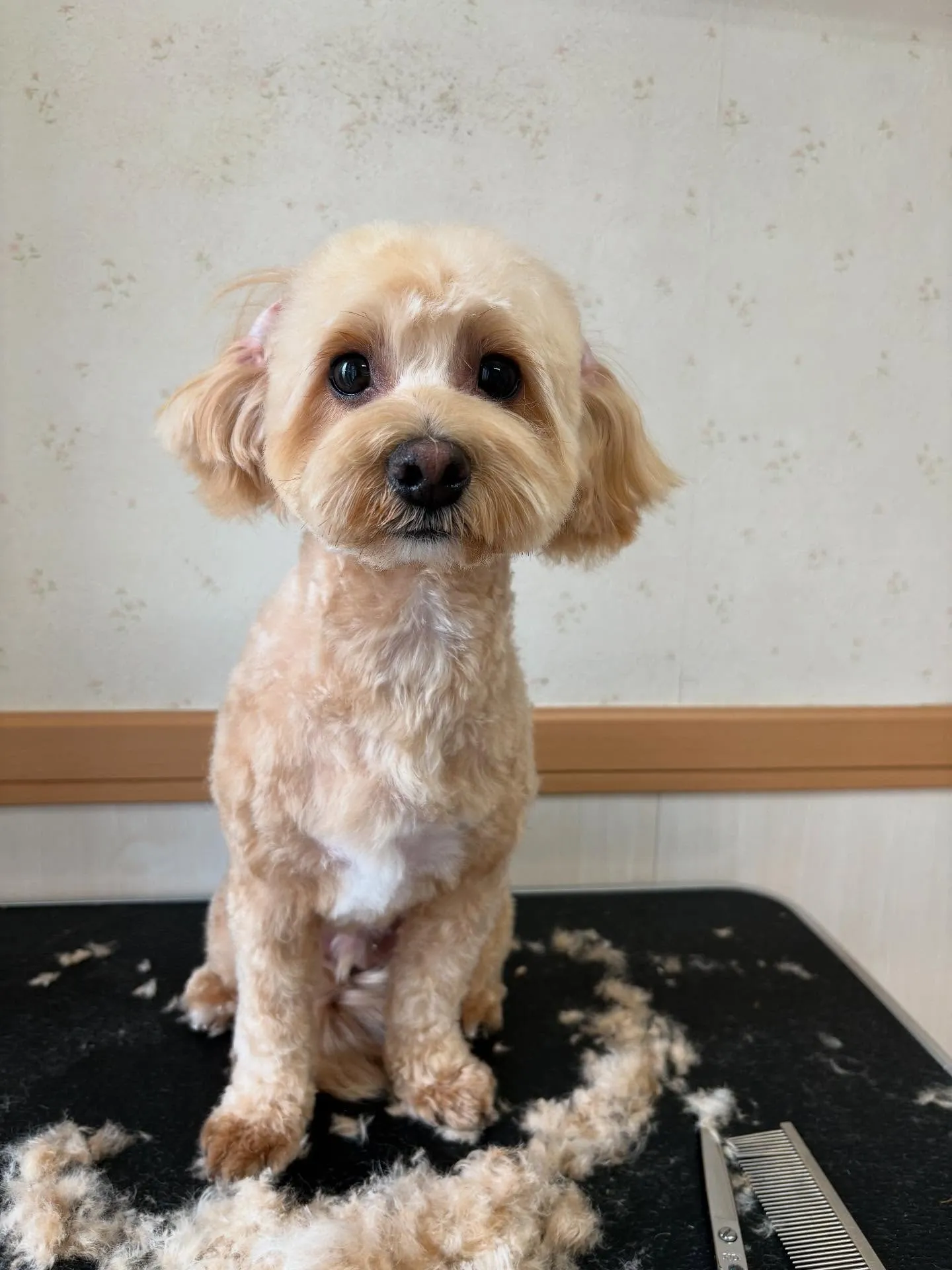 犬のトリミング✂️
