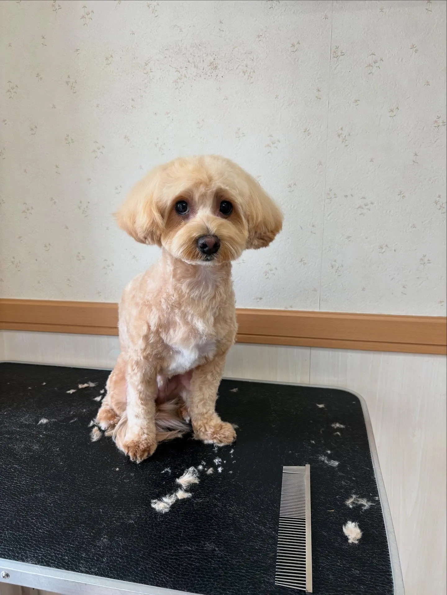 犬のトリミング✂️