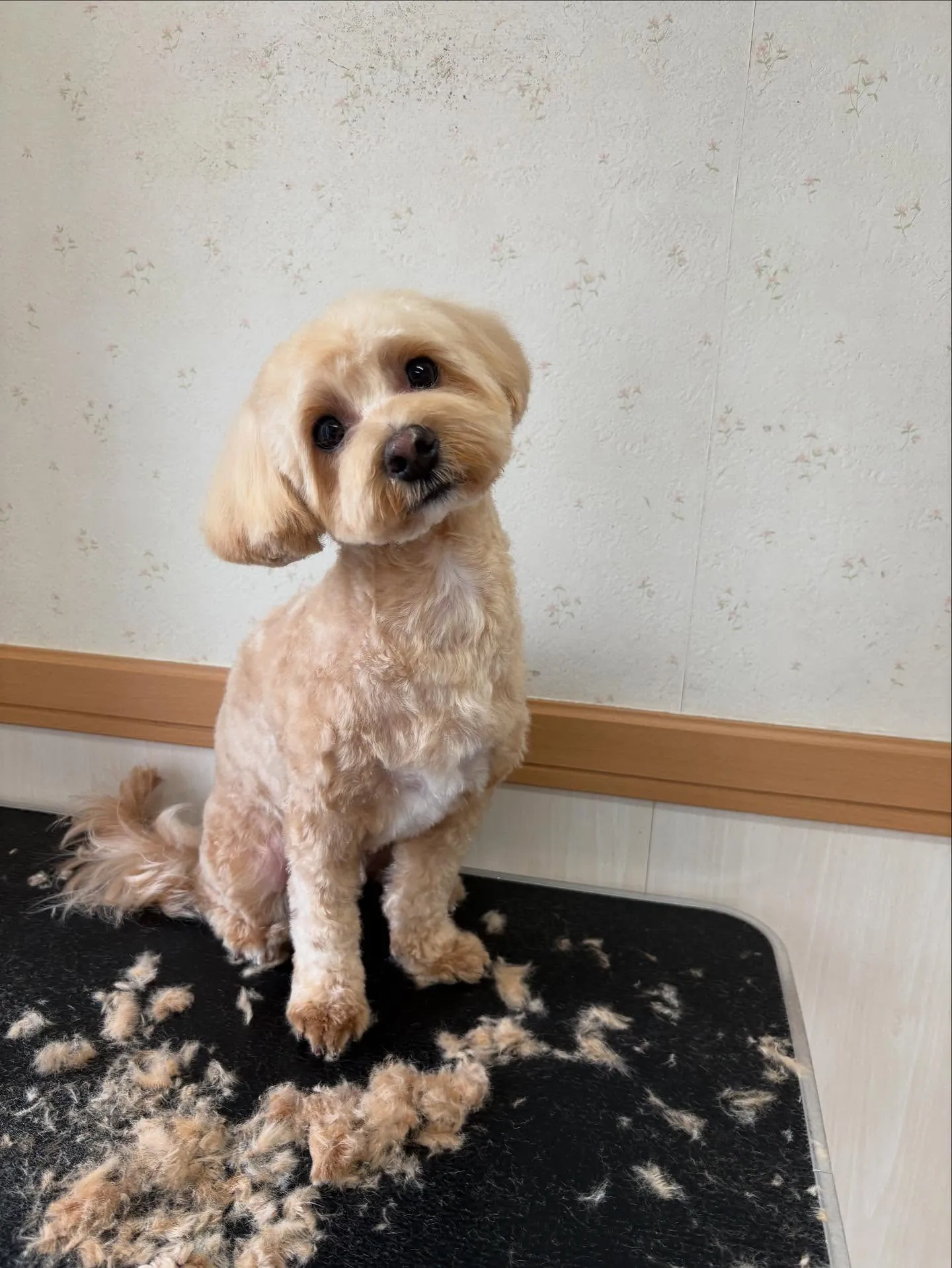 犬のトリミング✂️
