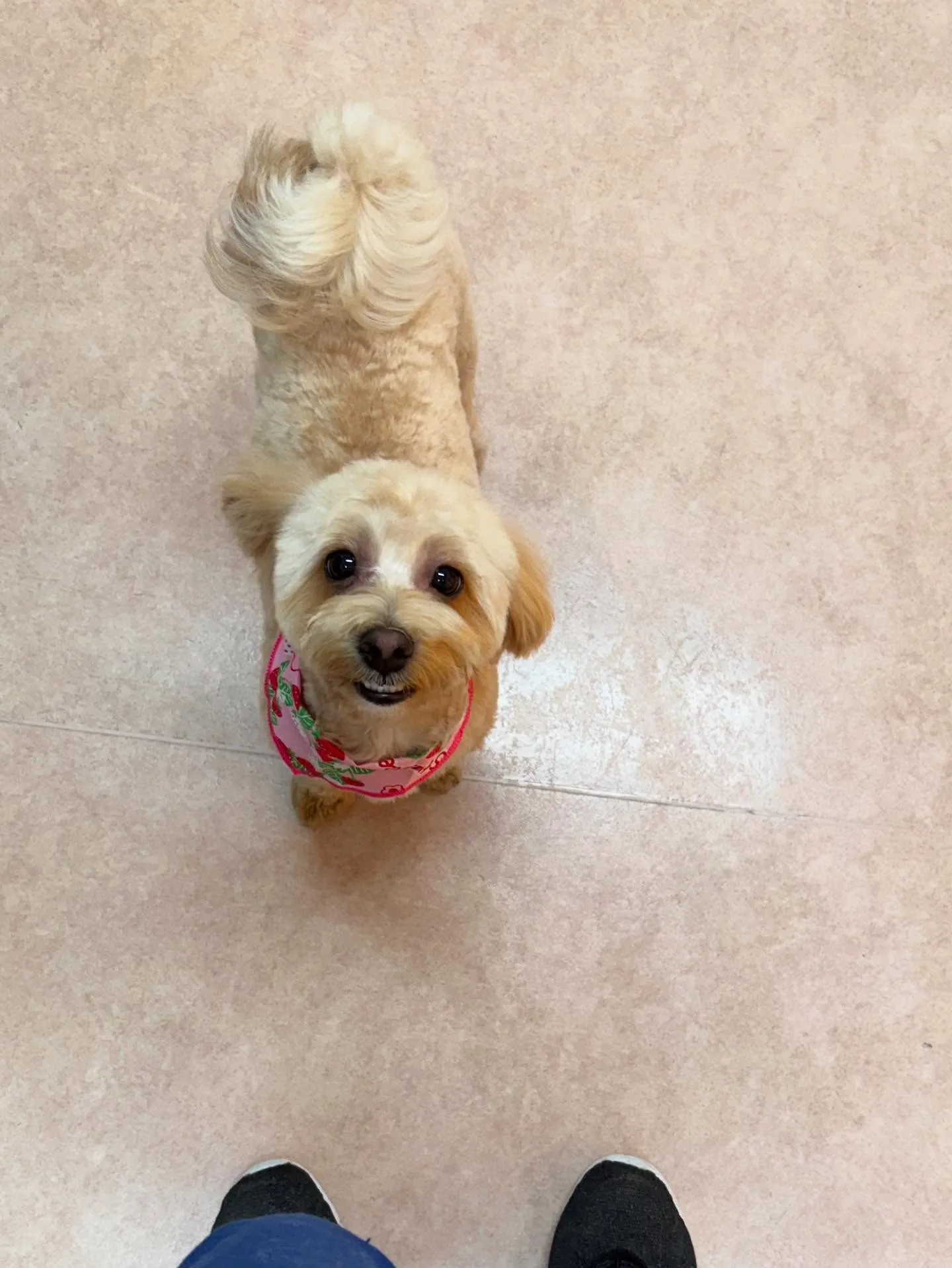 犬のトリミング✂️