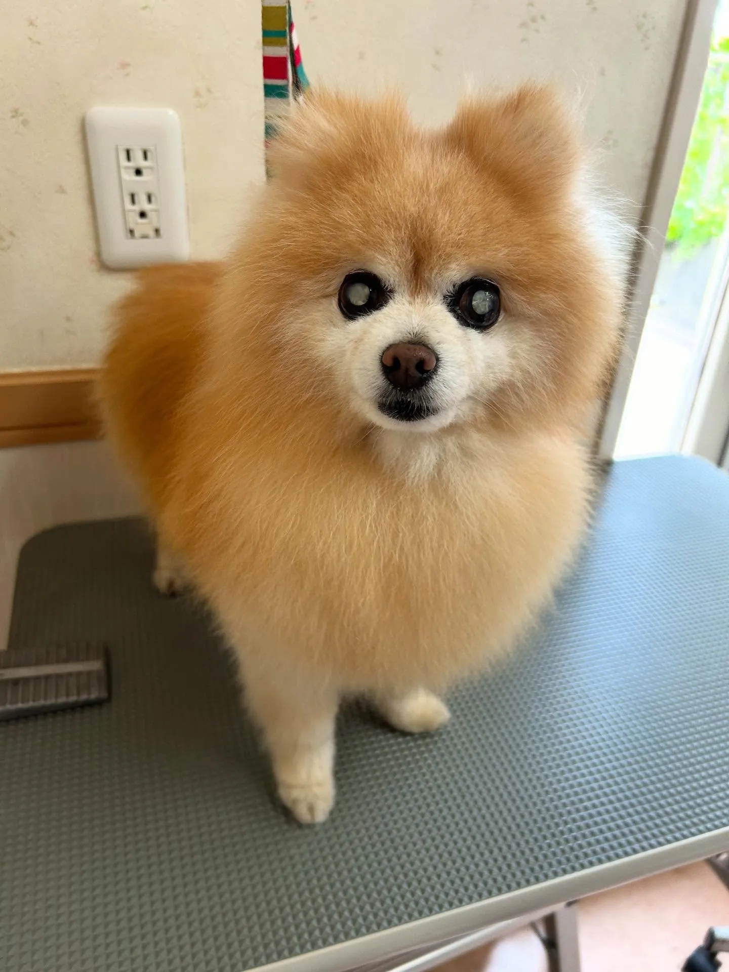 犬のシャンプー🫧