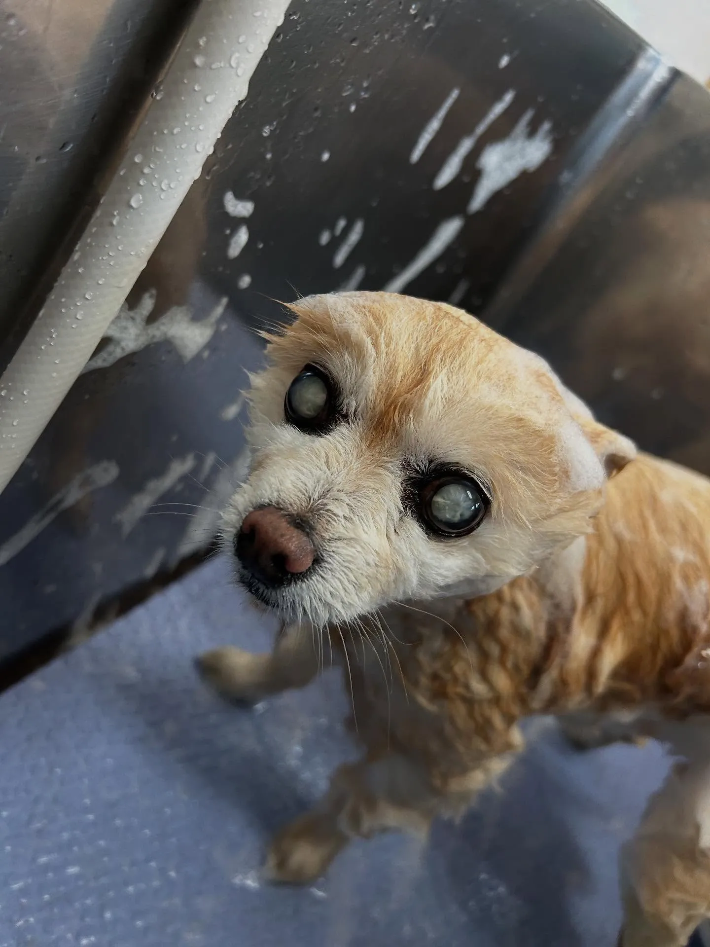 犬のシャンプー🫧