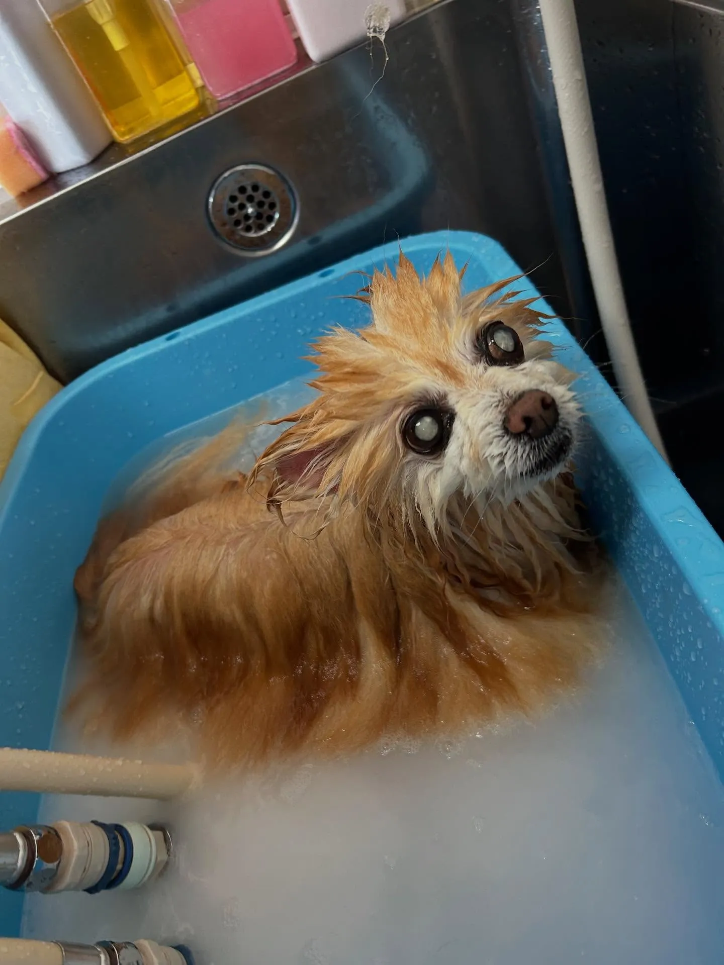 犬のシャンプー🫧