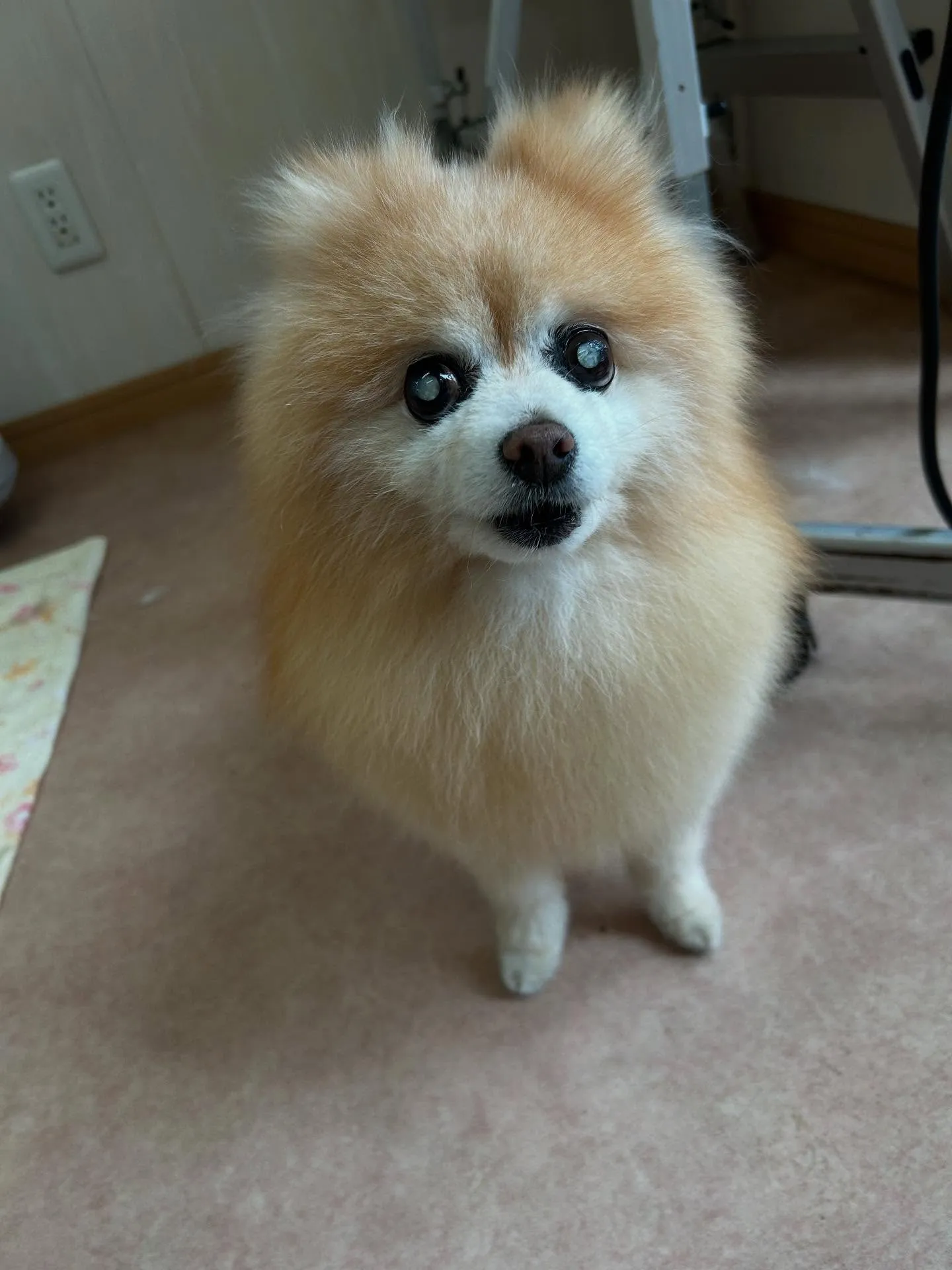 犬のシャンプー🫧