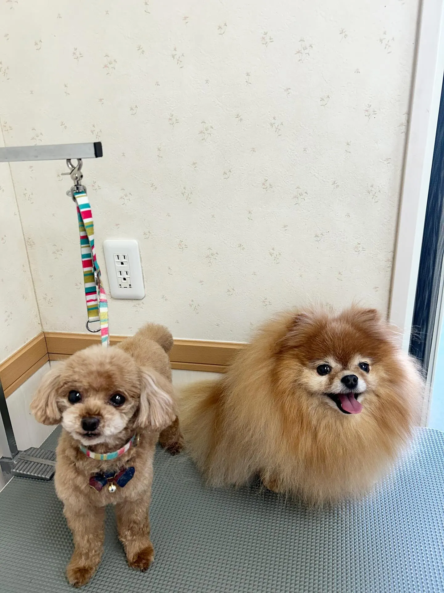 犬のトリミング✂️