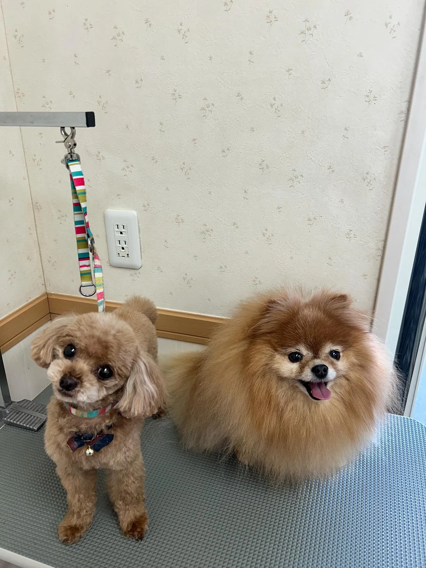 犬のトリミング✂️