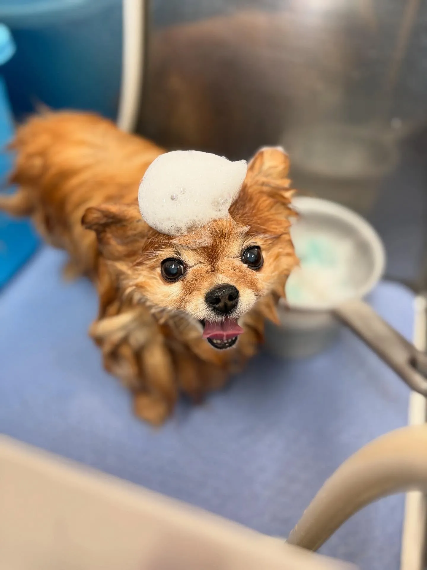 犬のトリミング✂️