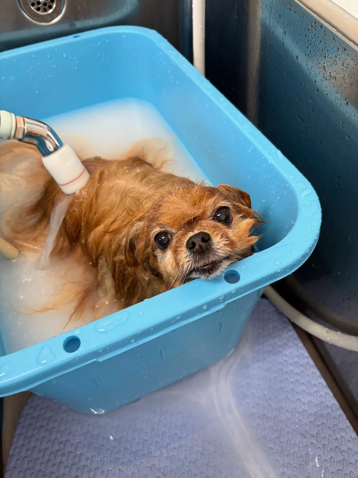 犬のトリミング✂️