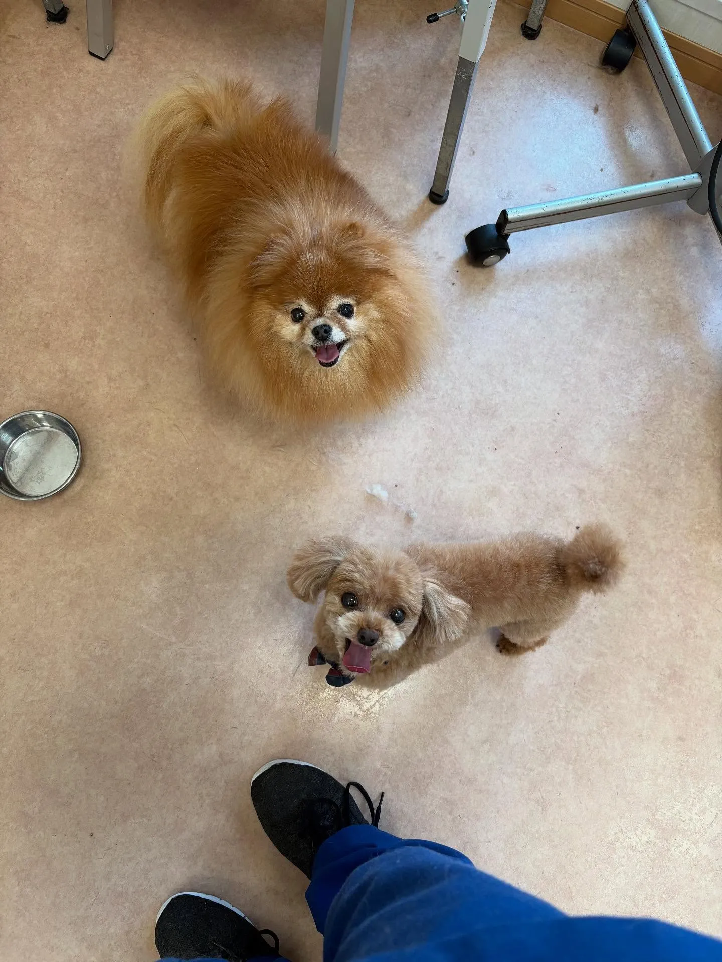犬のトリミング✂️