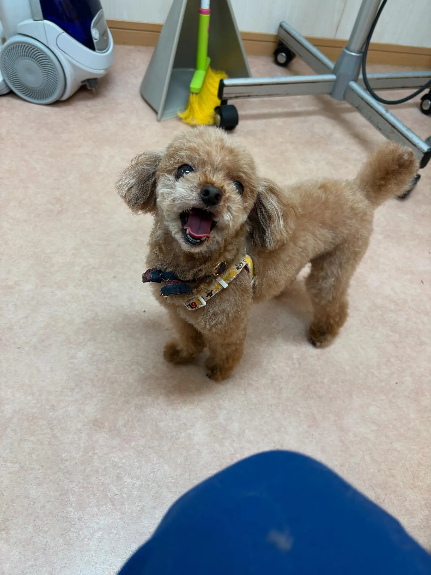 犬のトリミング✂️