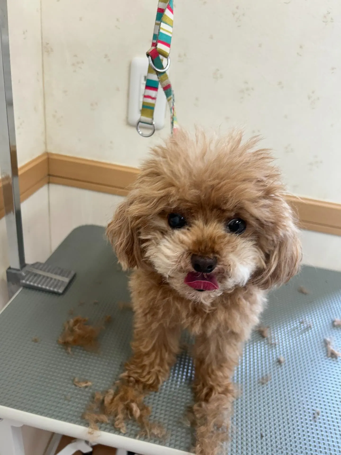 犬のトリミング✂️