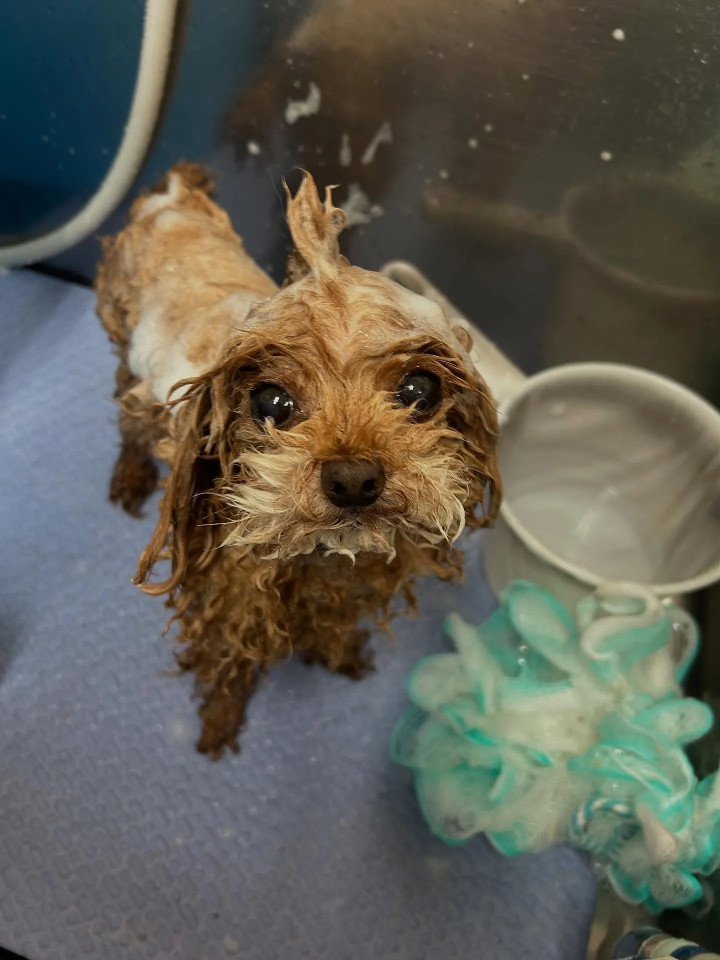 犬のトリミング✂️