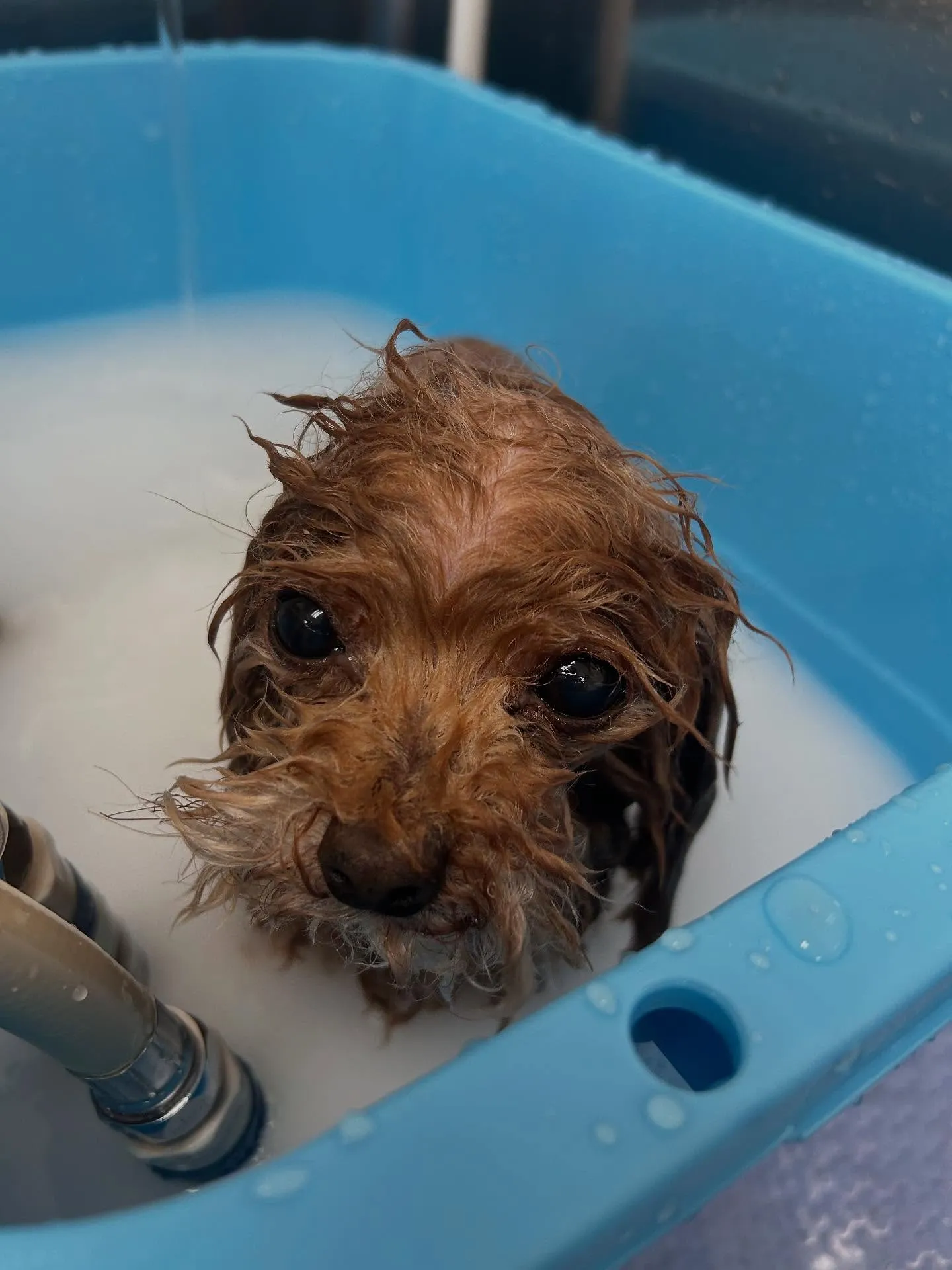 犬のトリミング✂️