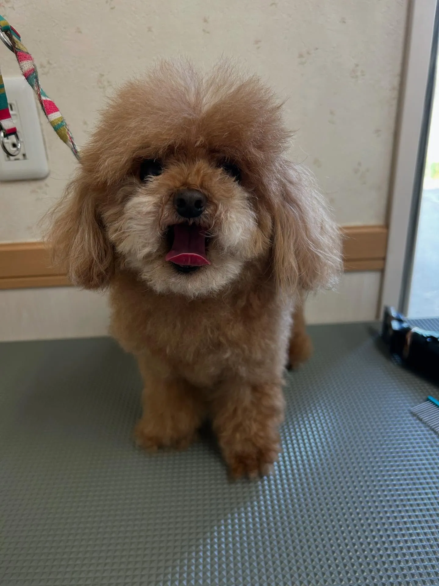 犬のトリミング✂️