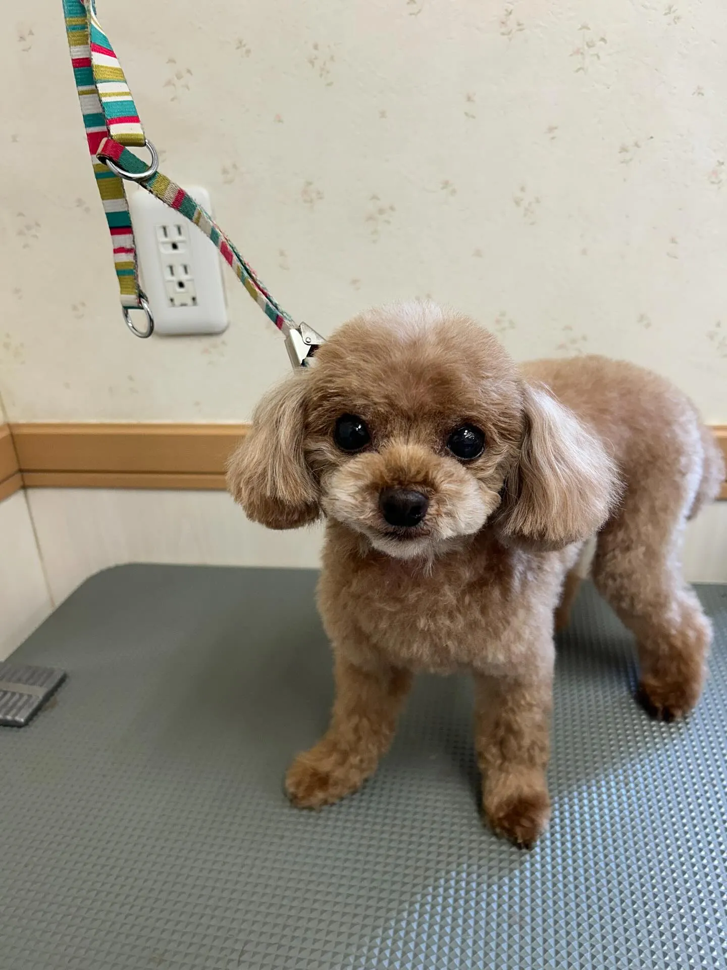 犬のトリミング✂️