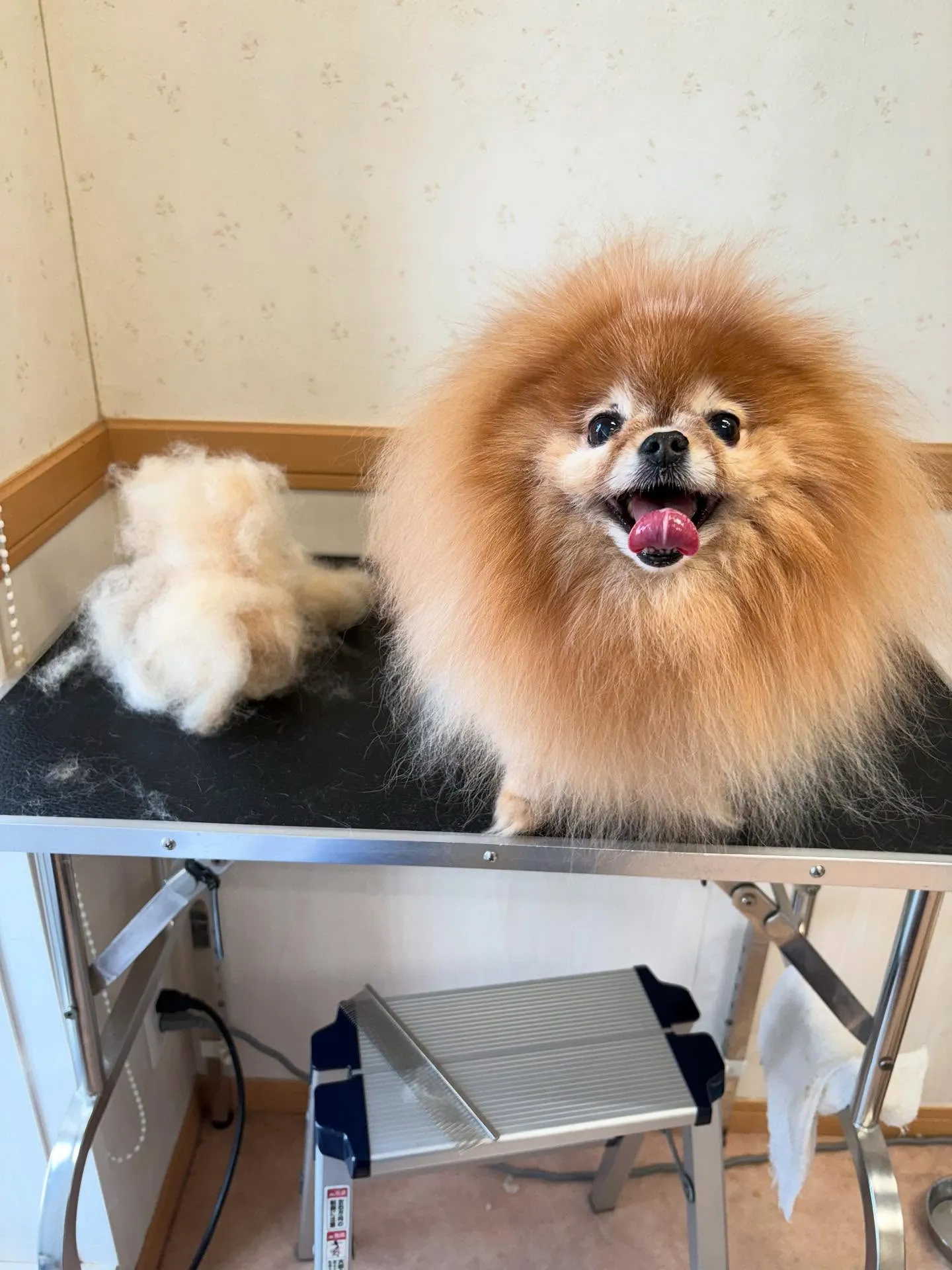 犬のトリミング✂️