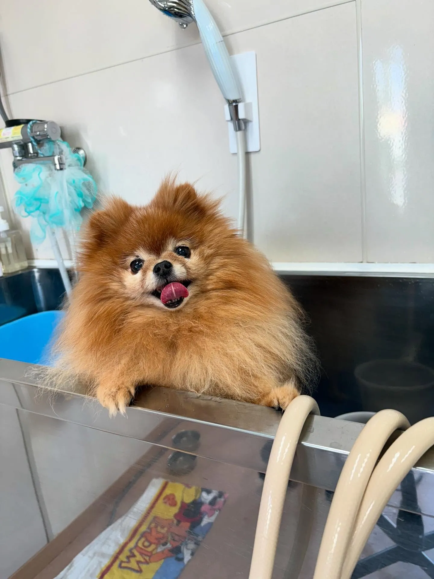 犬のトリミング✂️