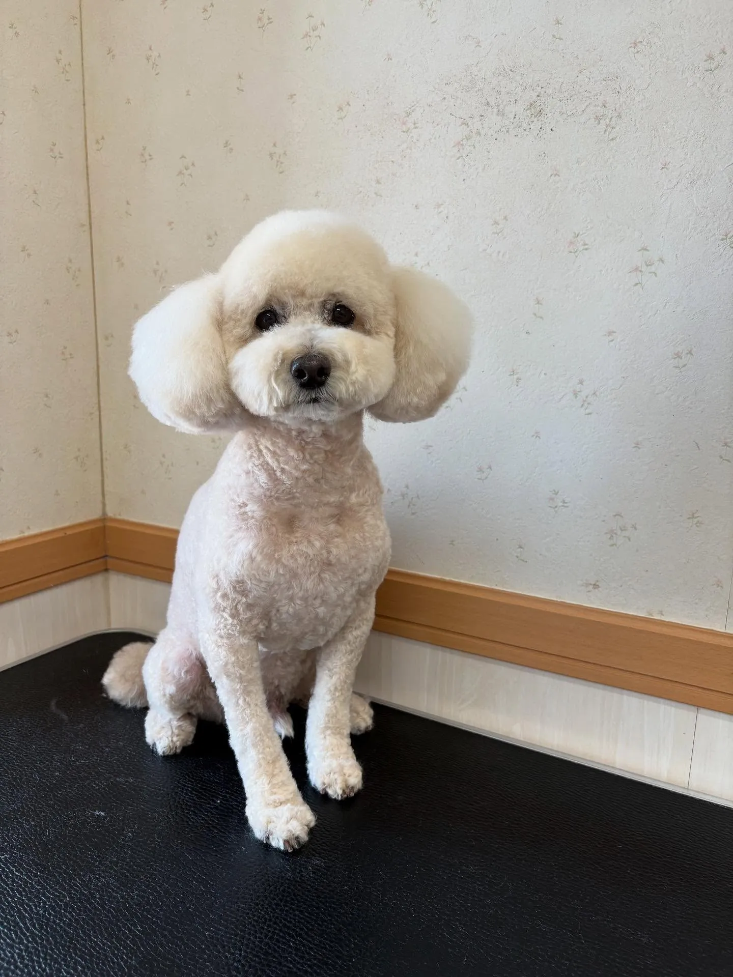 犬のトリミング✂️