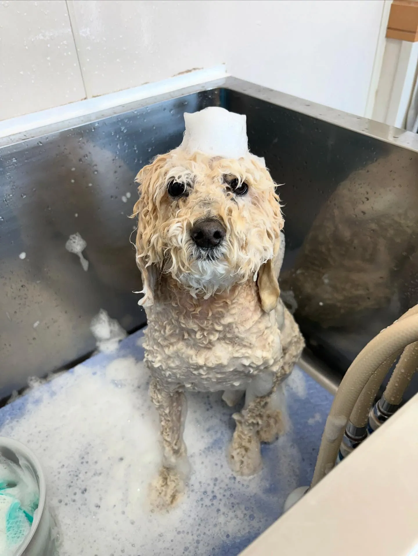 犬のトリミング✂️