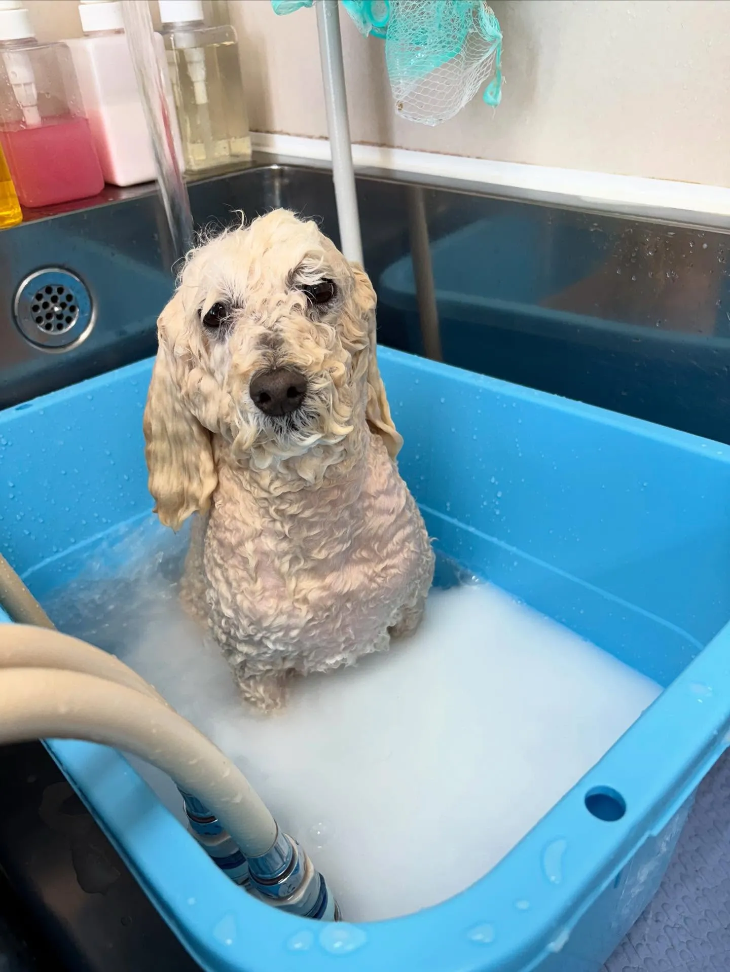 犬のトリミング✂️