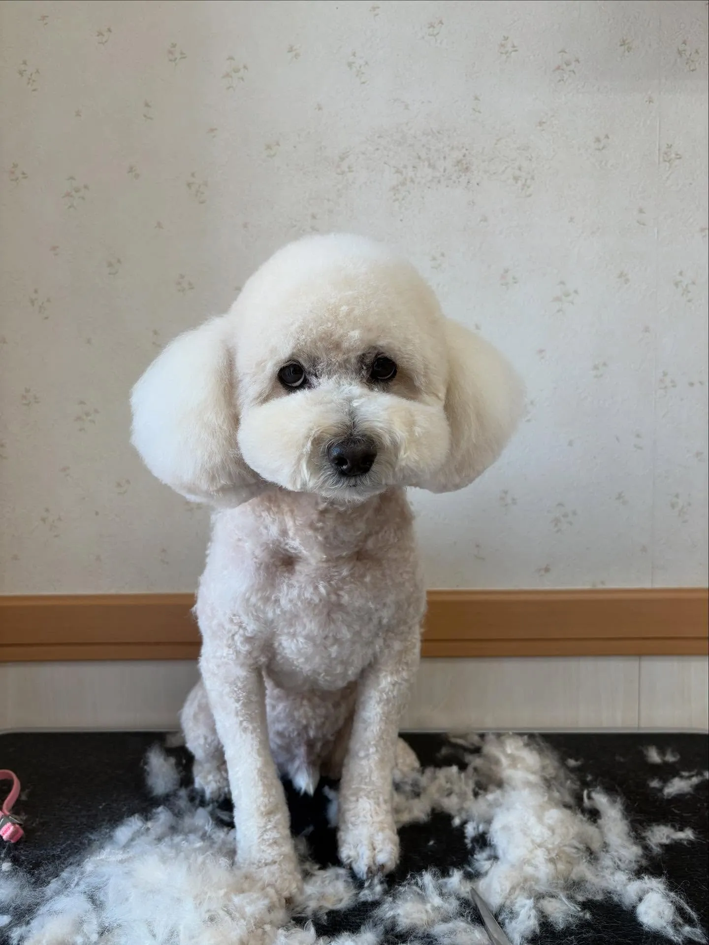 犬のトリミング✂️