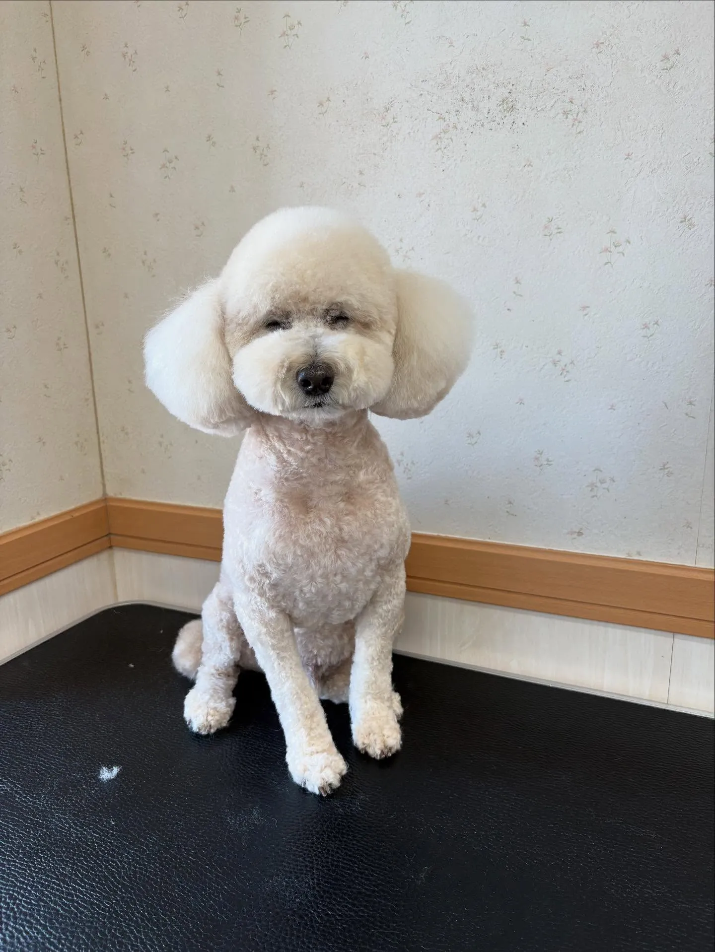 犬のトリミング✂️
