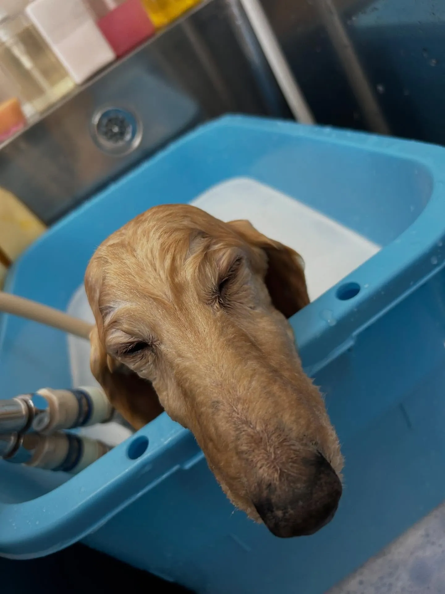 犬のシャンプー🫧