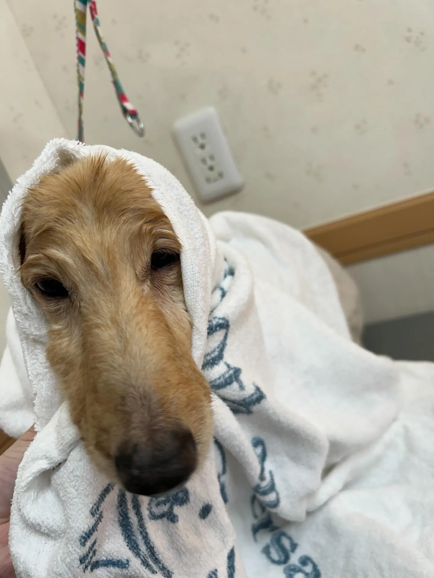 犬のシャンプー🫧